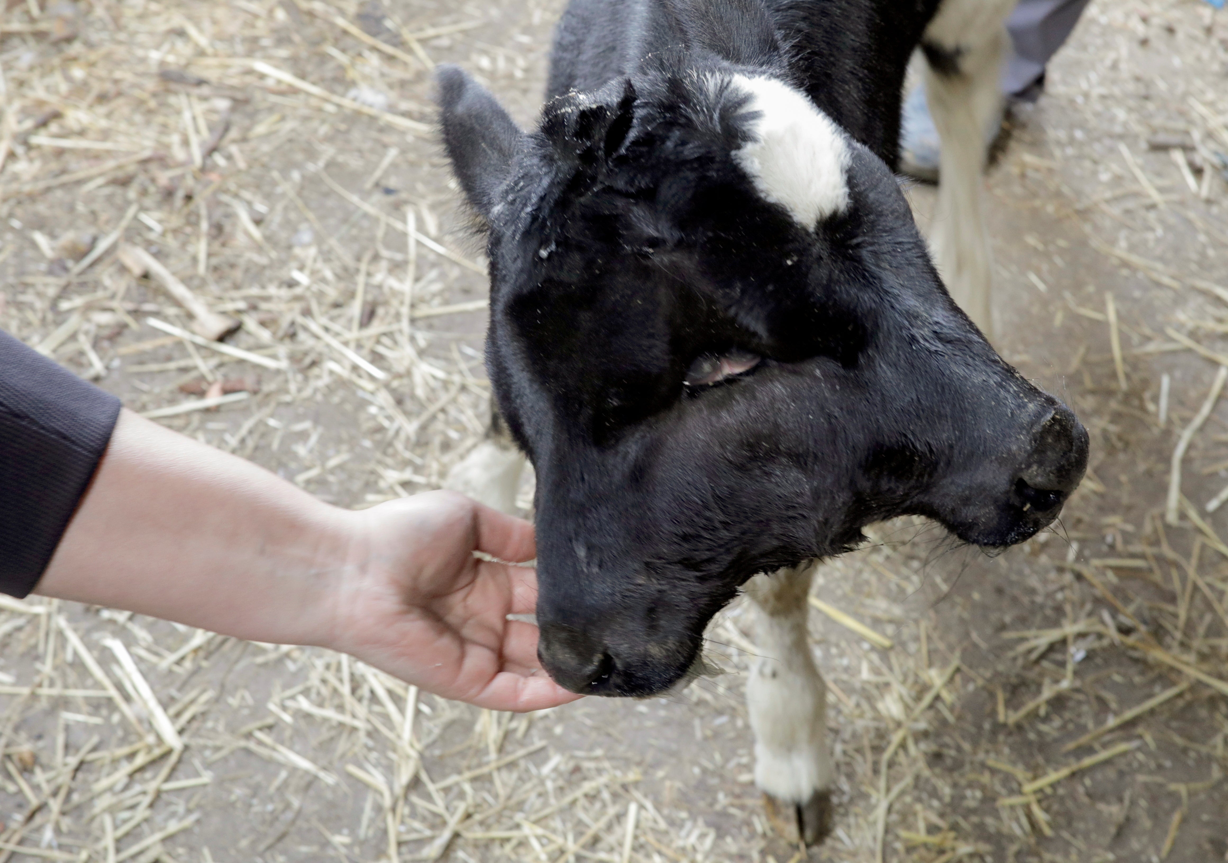 The young cow has a condition called polycephaly