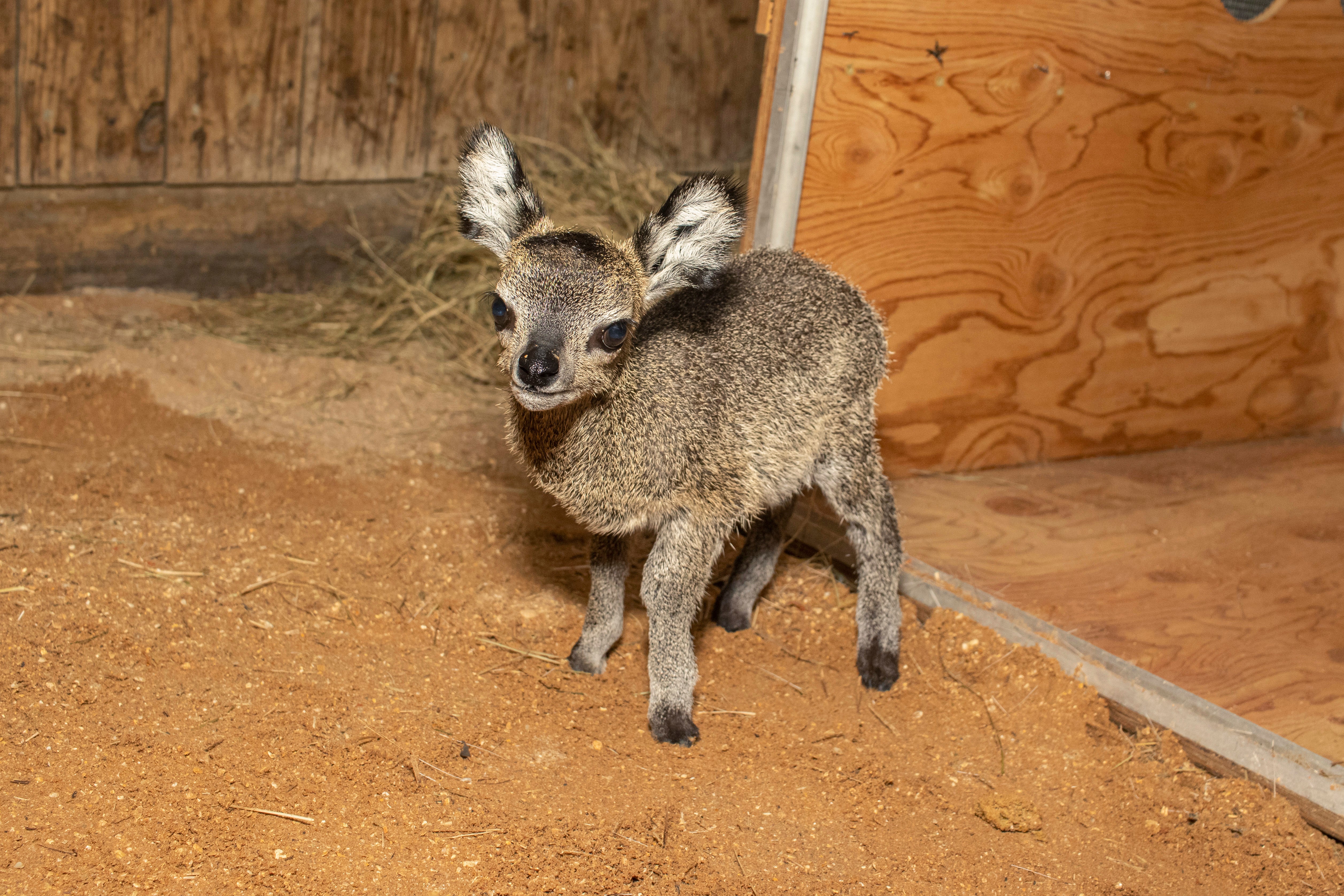 Baby Antelope Zoo