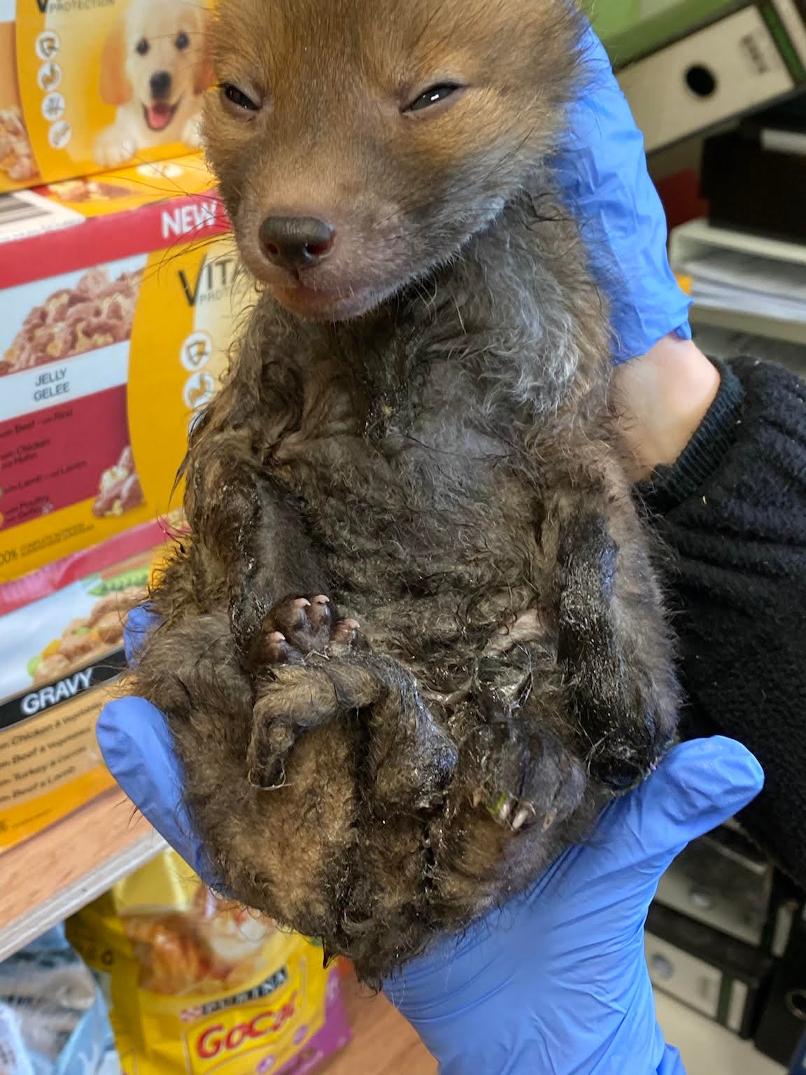 Rescuers spent hours cleaning up a baby fox caught on a glue trap