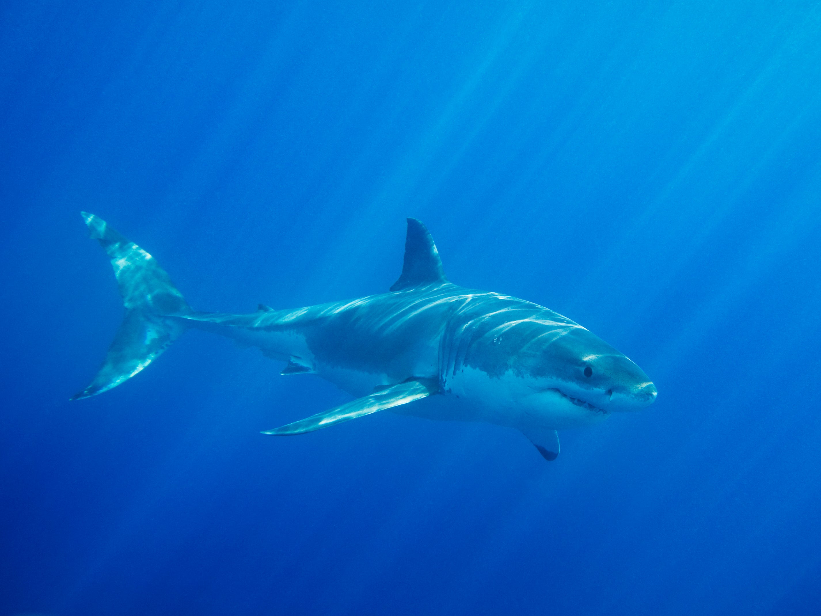 A great white shark has crossed into the eastern side of the Atlantic ocean