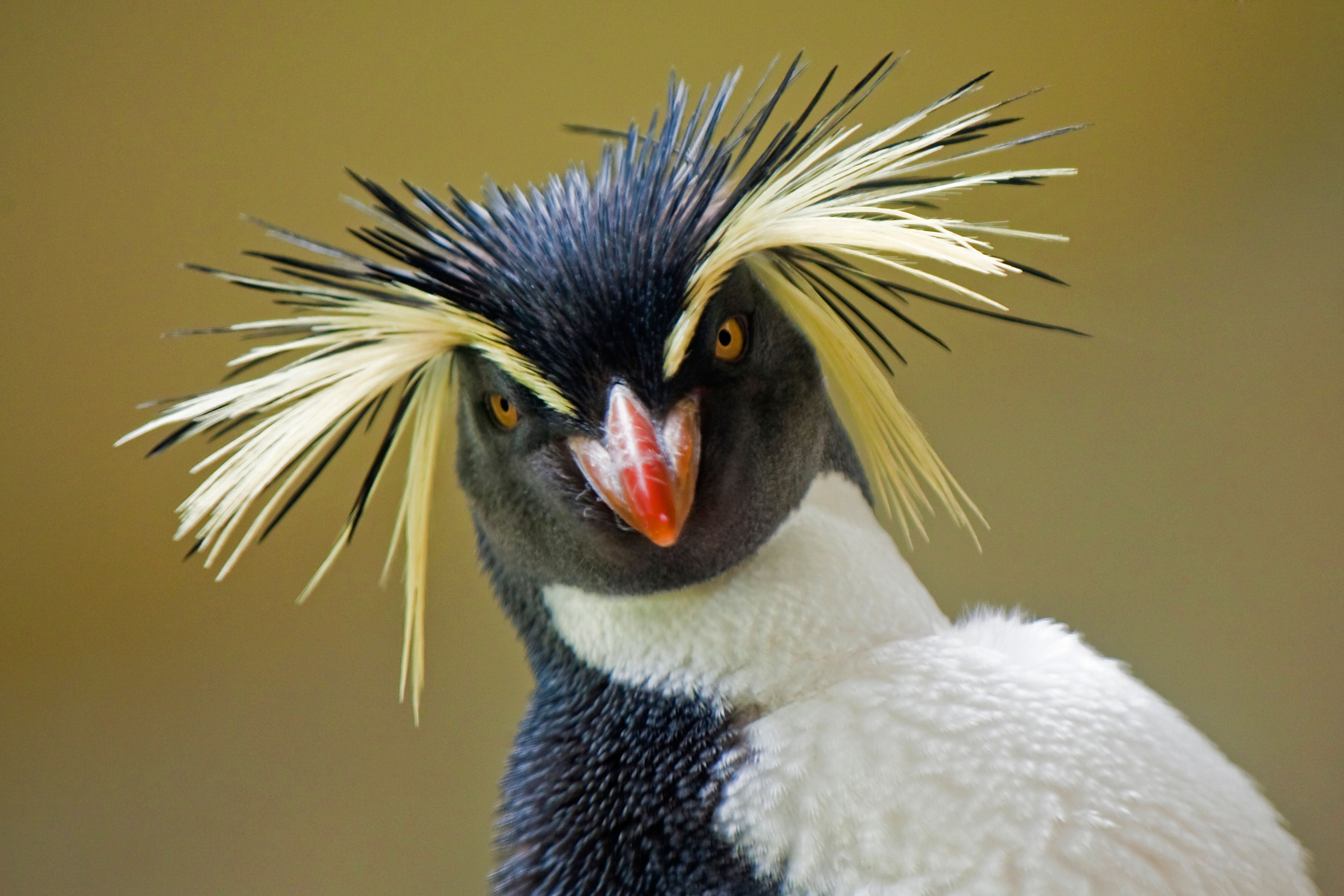 A rockhopper penguin