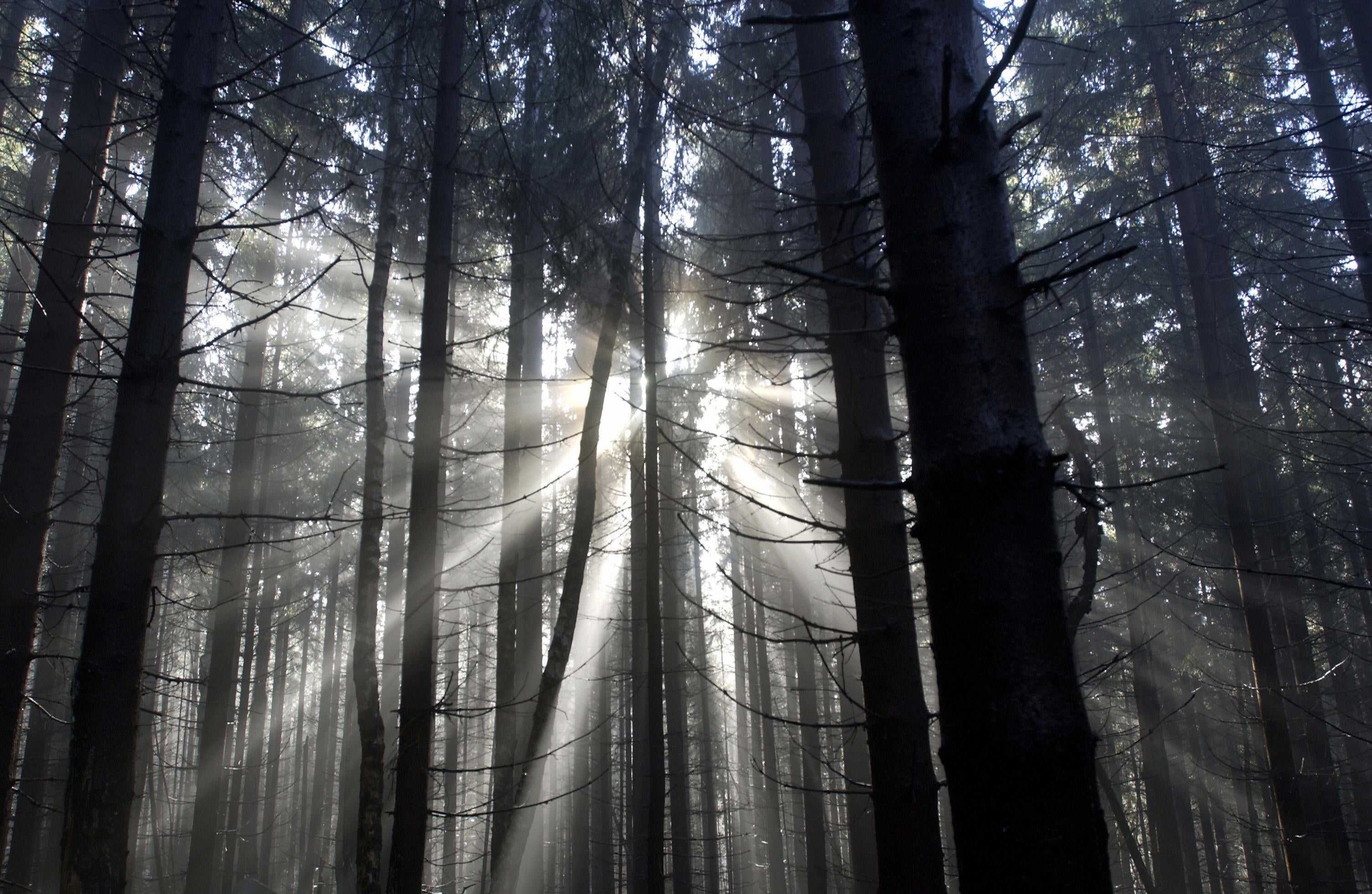 Police searched a forest and a lake