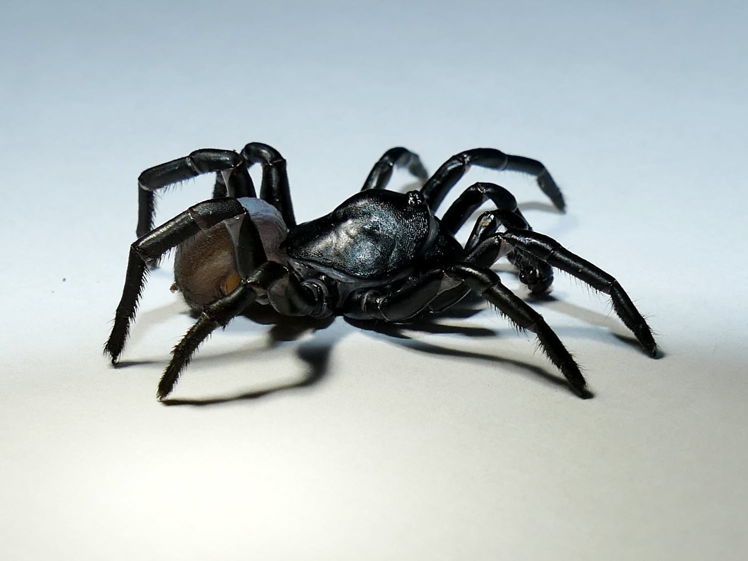 Miami Zoo announces discovery of new spider species