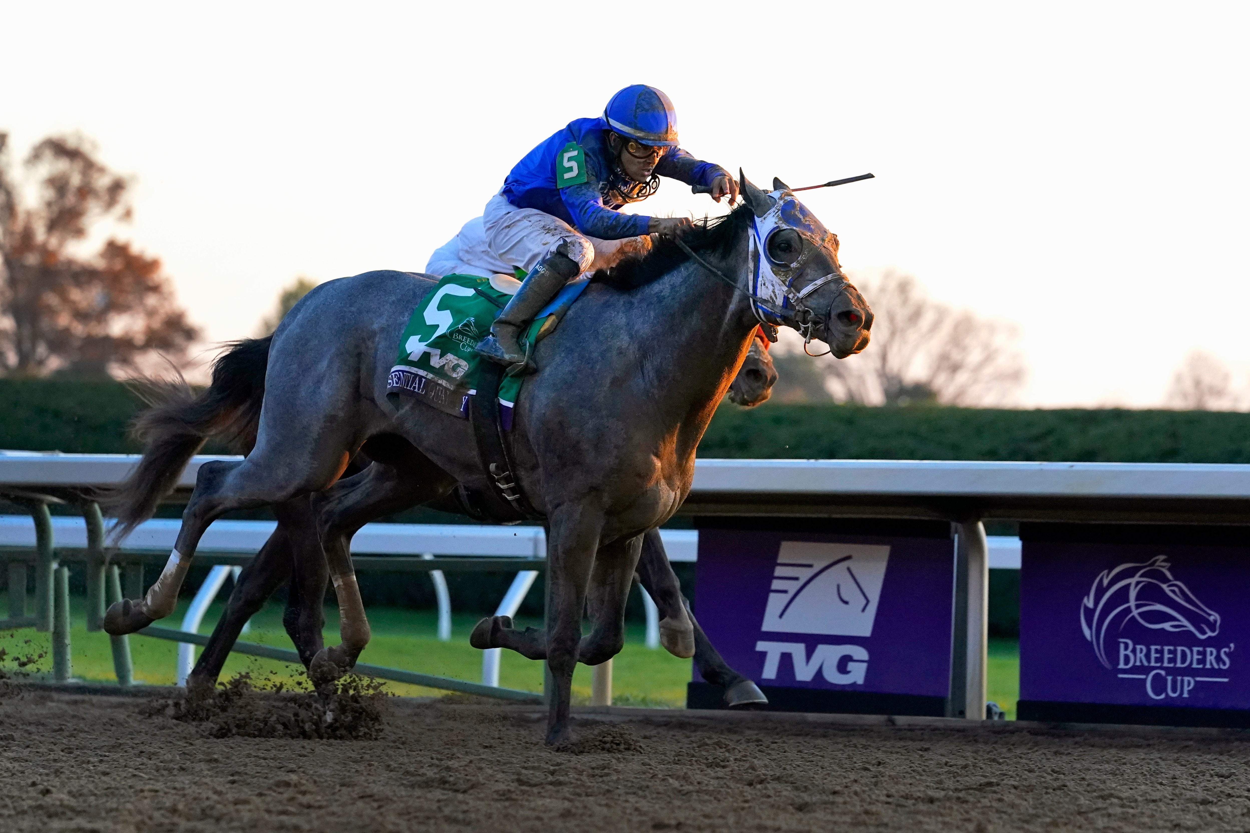 Kentucky Derby Grey Horses