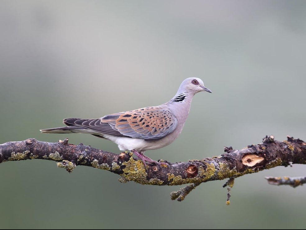 A European turtle dove sits on a branch