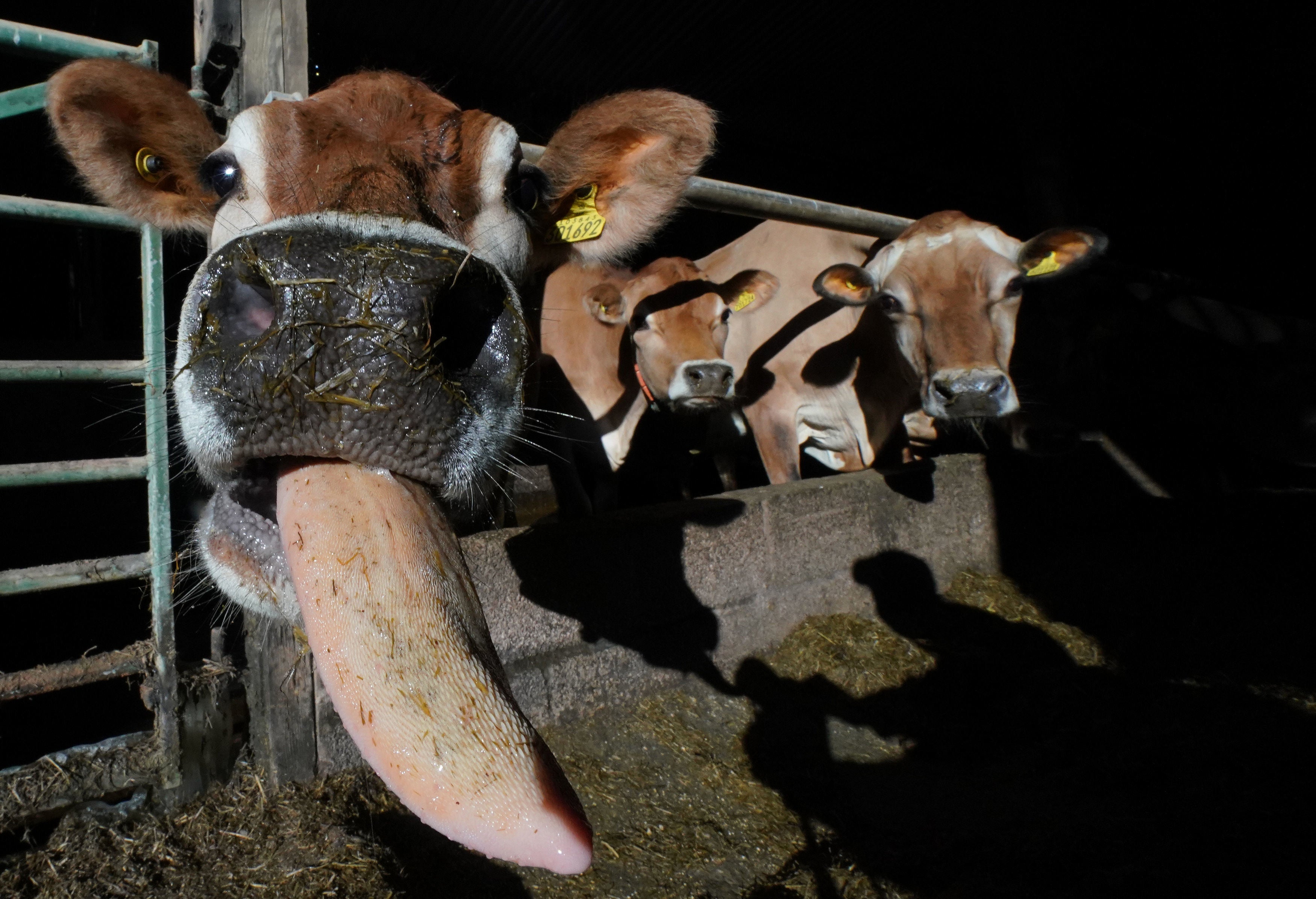 Jersey cows at Abbott Lodge farm in the Eden Valley, Cumbria. Experts have blamed extra paperwork and delays which particularly impact fresh products with a short shelf life