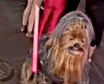 Man in Chewbecca costume accused of New Orleans stabbing