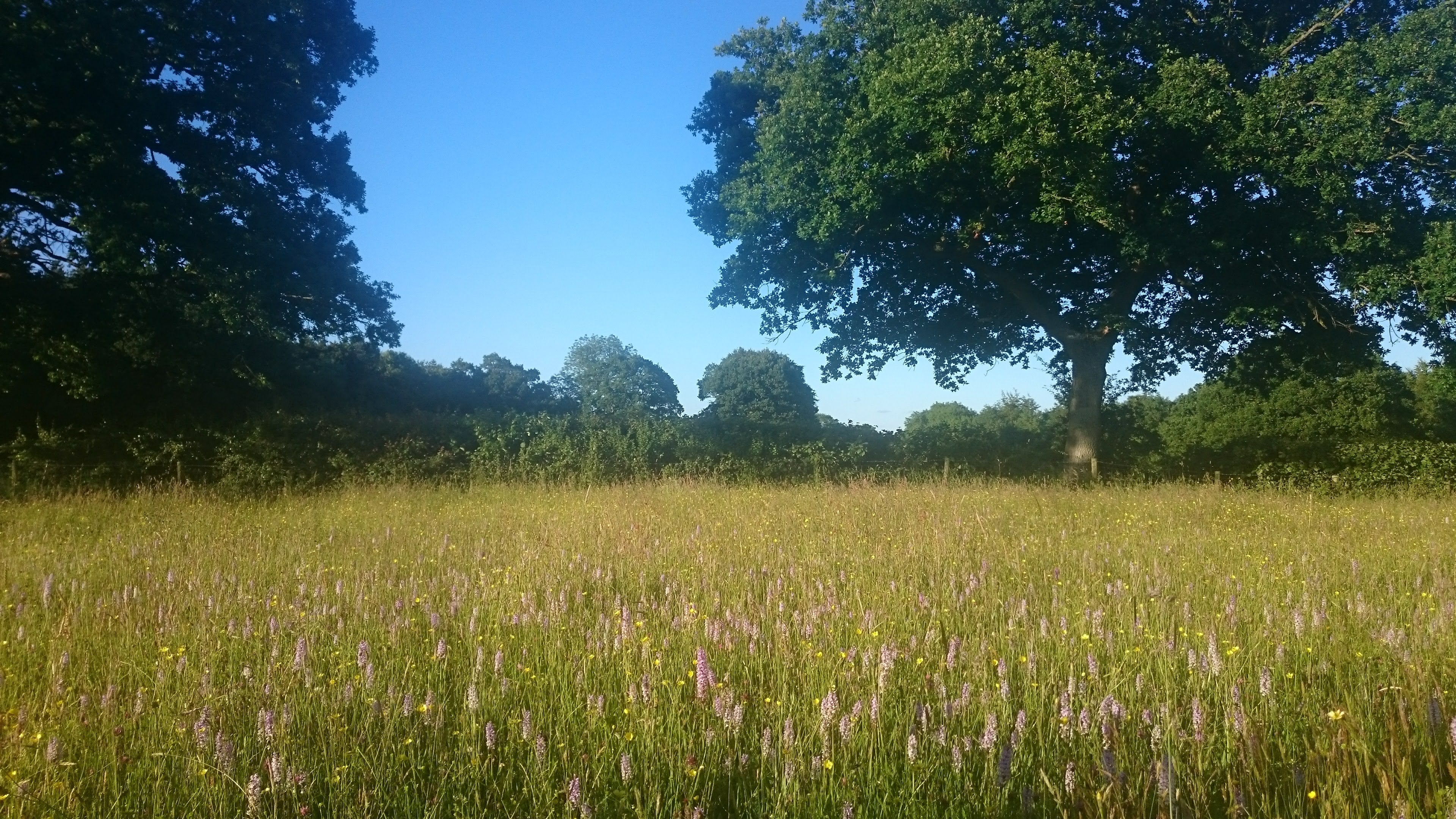 One of the threatened meadows