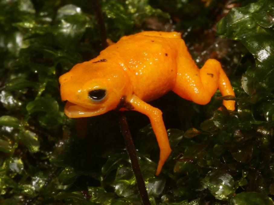 Pumpkin Toadlets are among some of the world’s smallest frog species