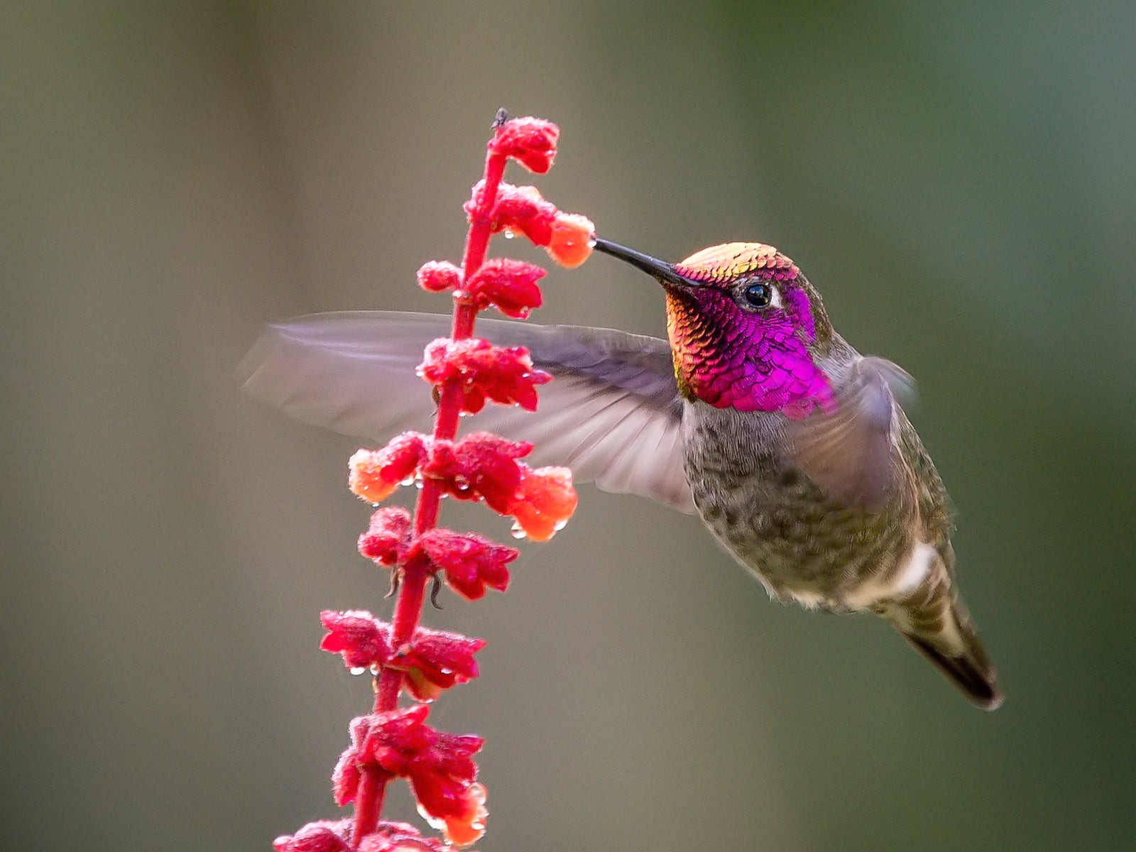 The nest of an Anna’s hummingbird was discovered in a felled tree near the TransMountain Expansion Project in Canada