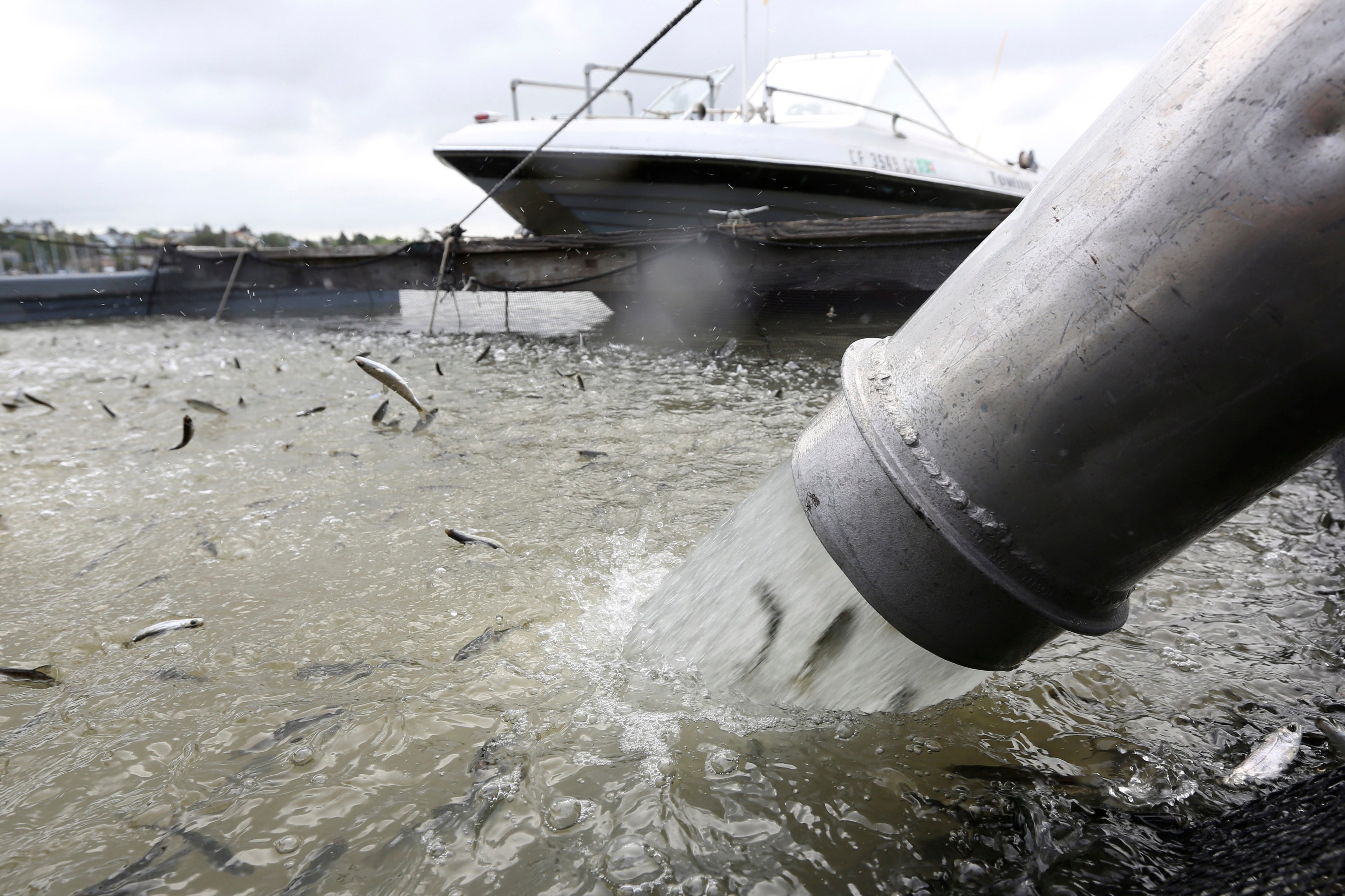 California Drought Struggling Salmon