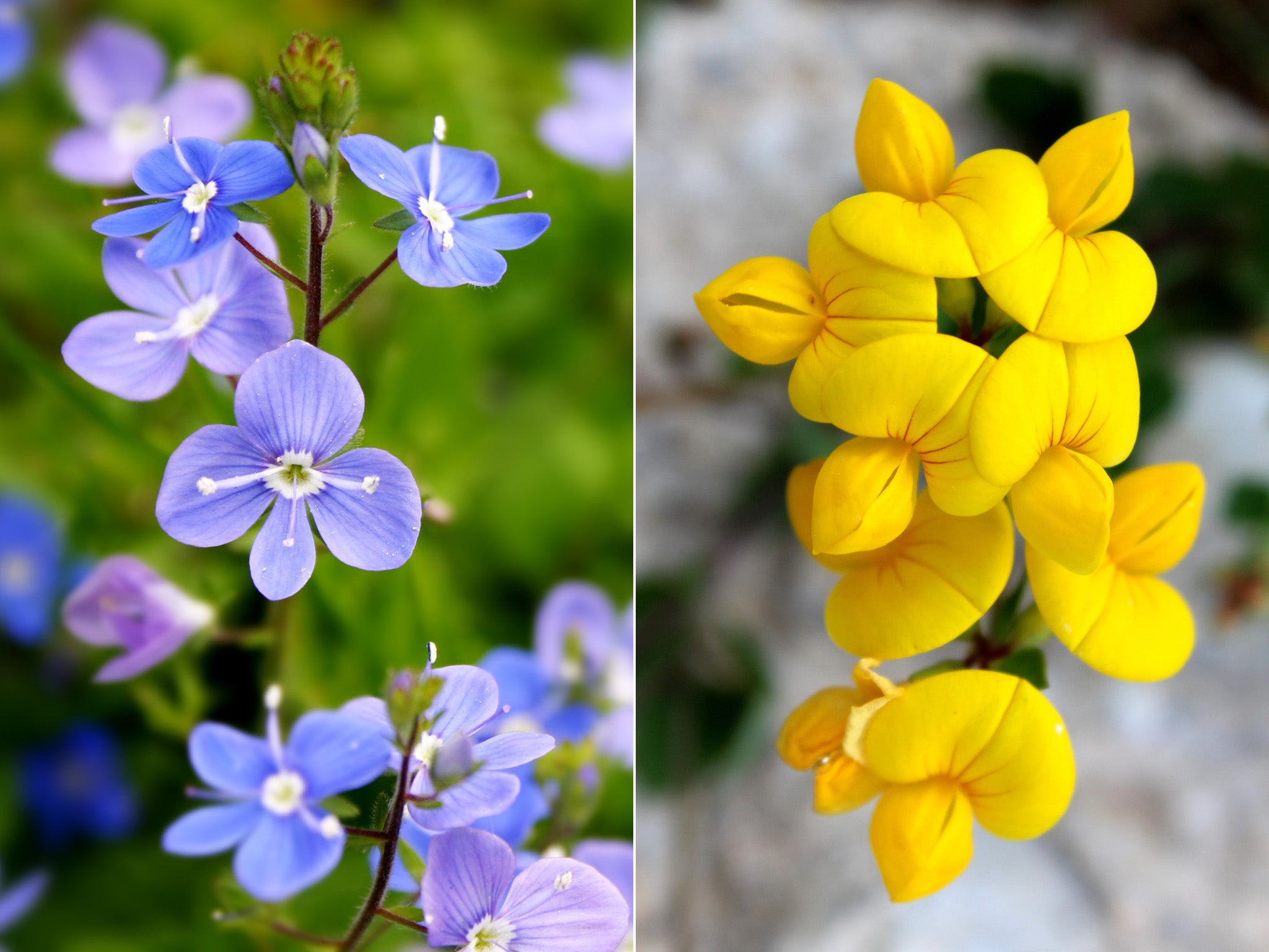 Germander speedwells [L] and bird’s-foot-trefoils were hit hard by last May’s drought