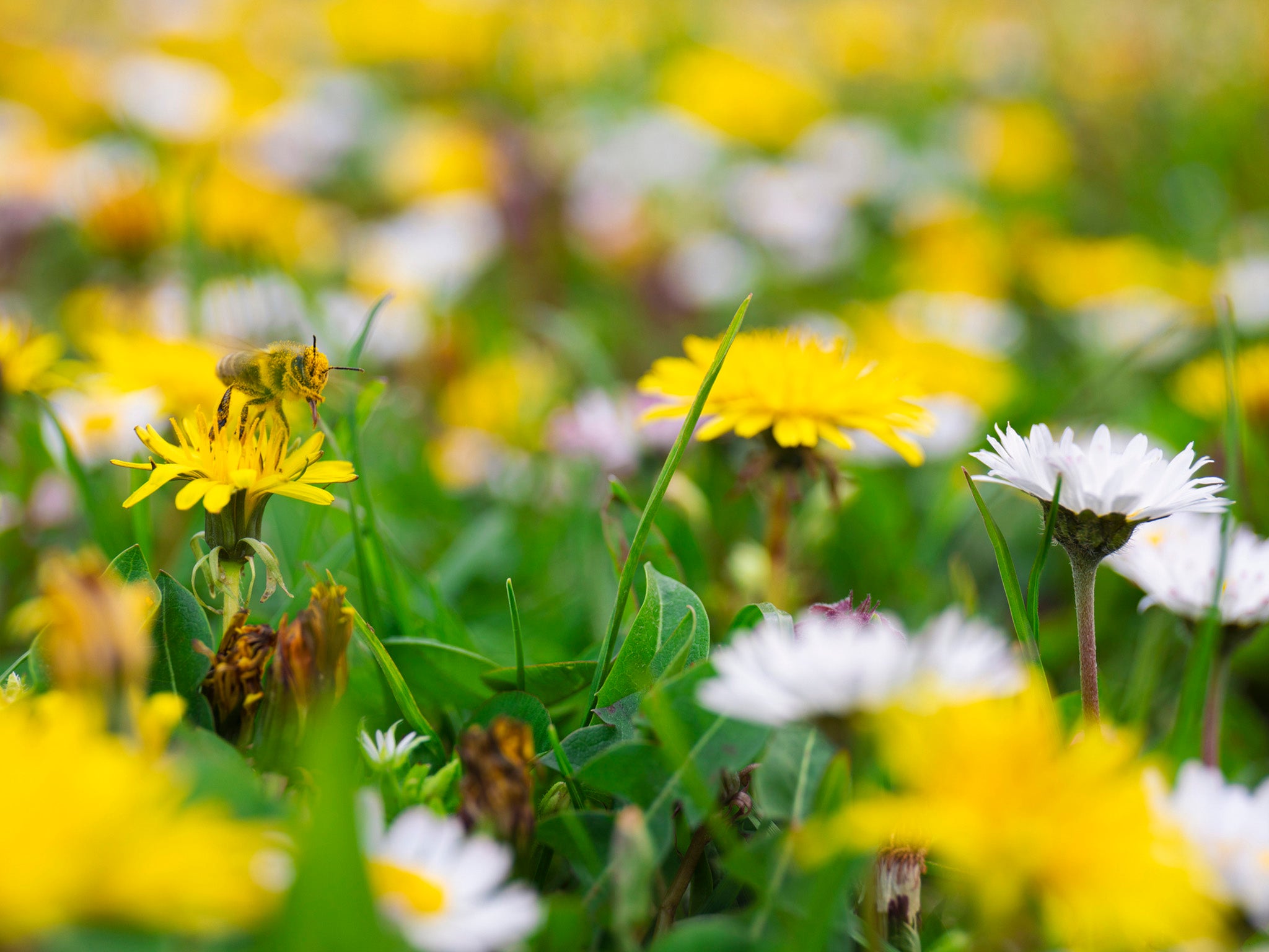 When the wildflowers bloom, the bees come buzzing