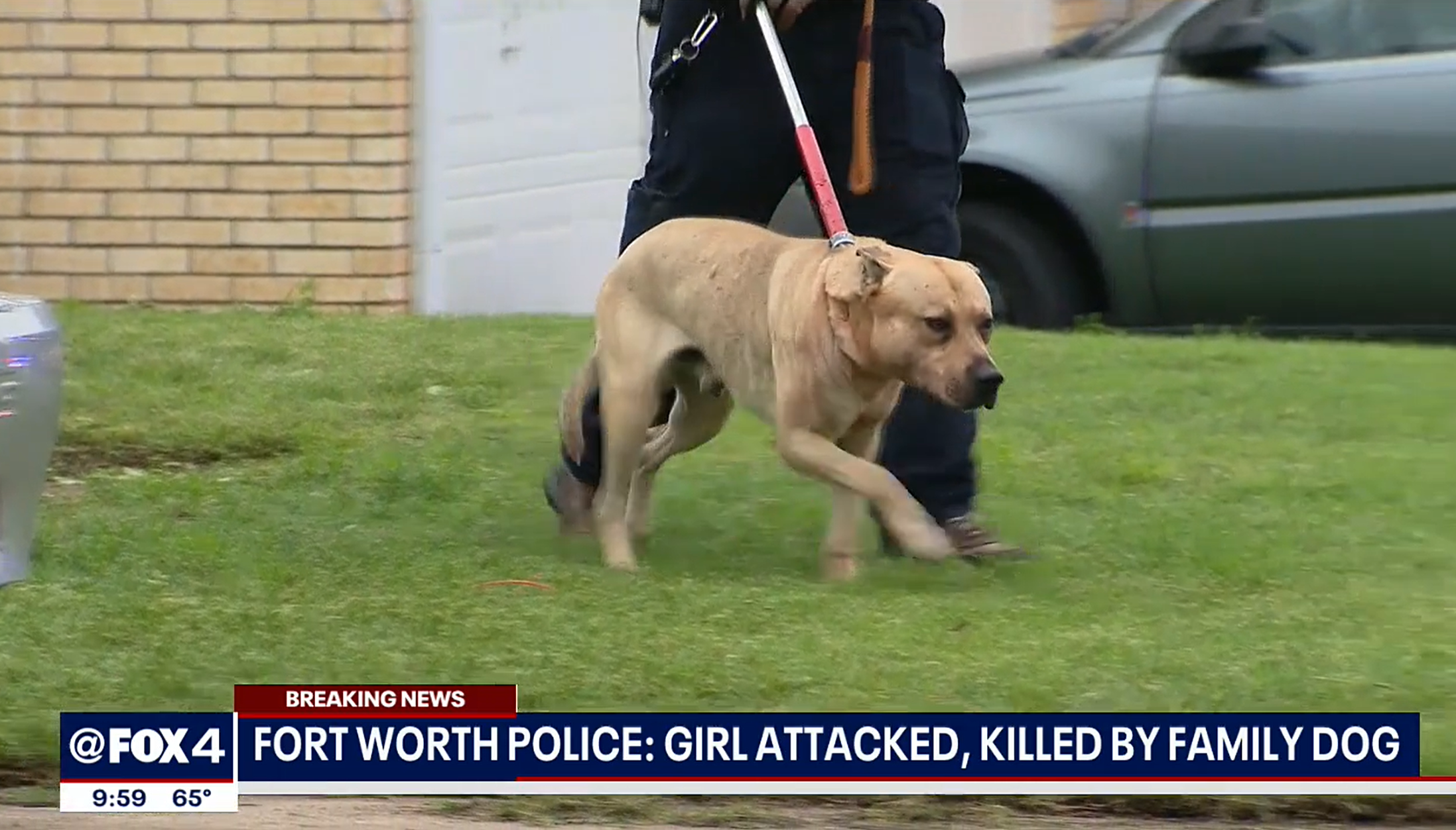 One of two dogs removed from the girl’s home