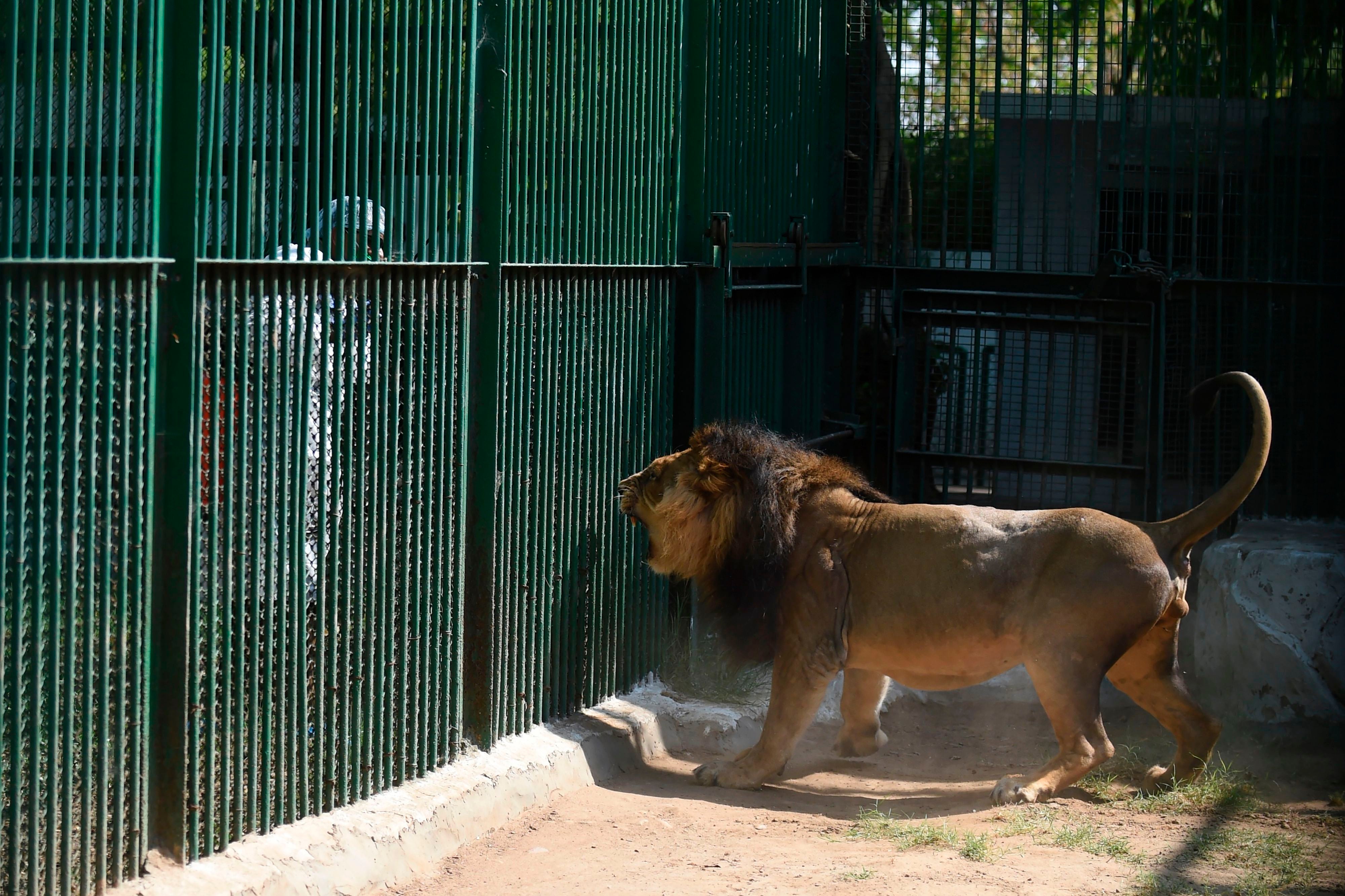 An Asiatic lion reacts as a worker of the Kamla Nehru Zoological Garden wearing protective gears sprays disinfectant during a government-imposed nationwide lockdown as a preventive measure against the spread of the coronavirus