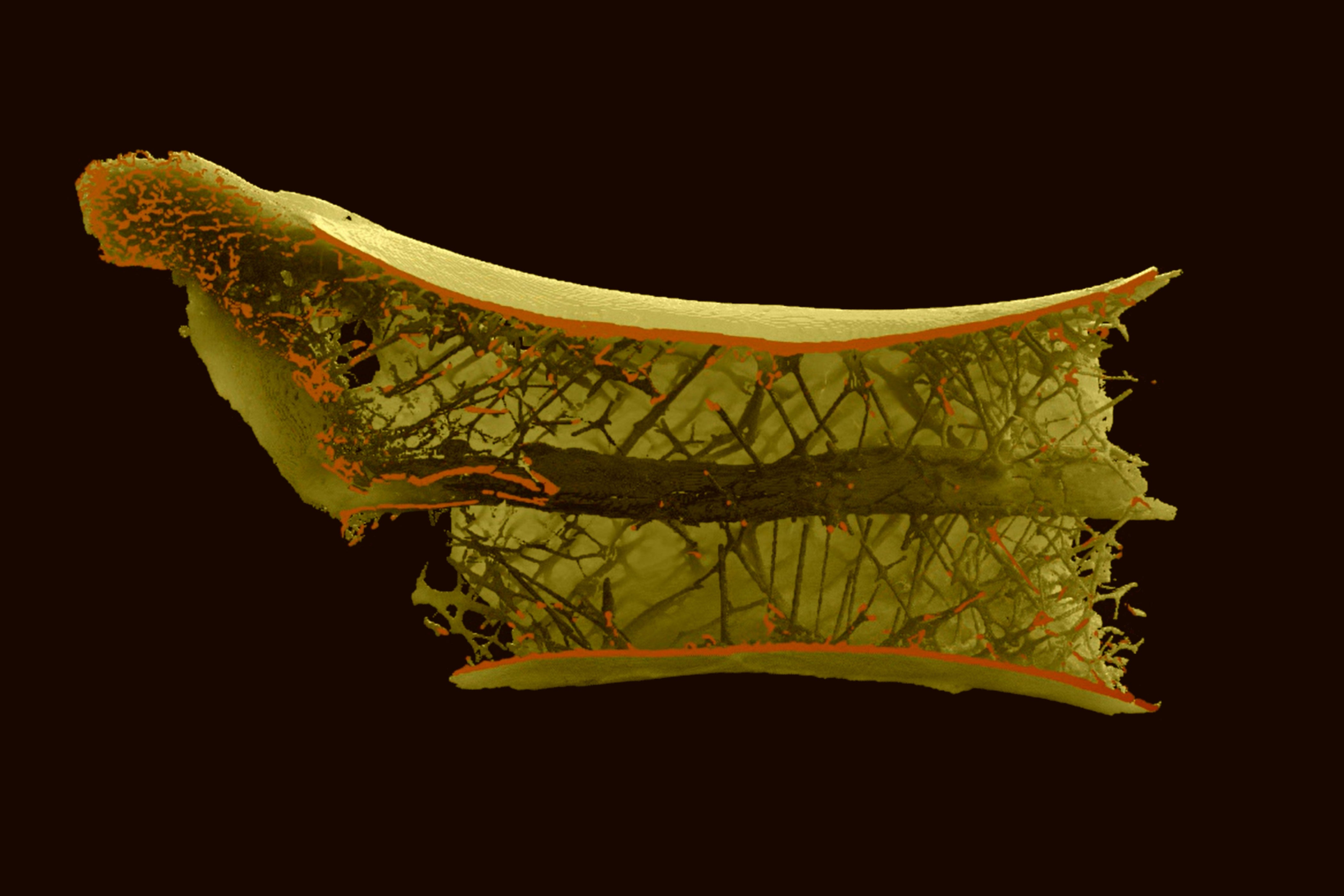 Scans of fossilised remains of these long-necked flying giants, the size of giraffes