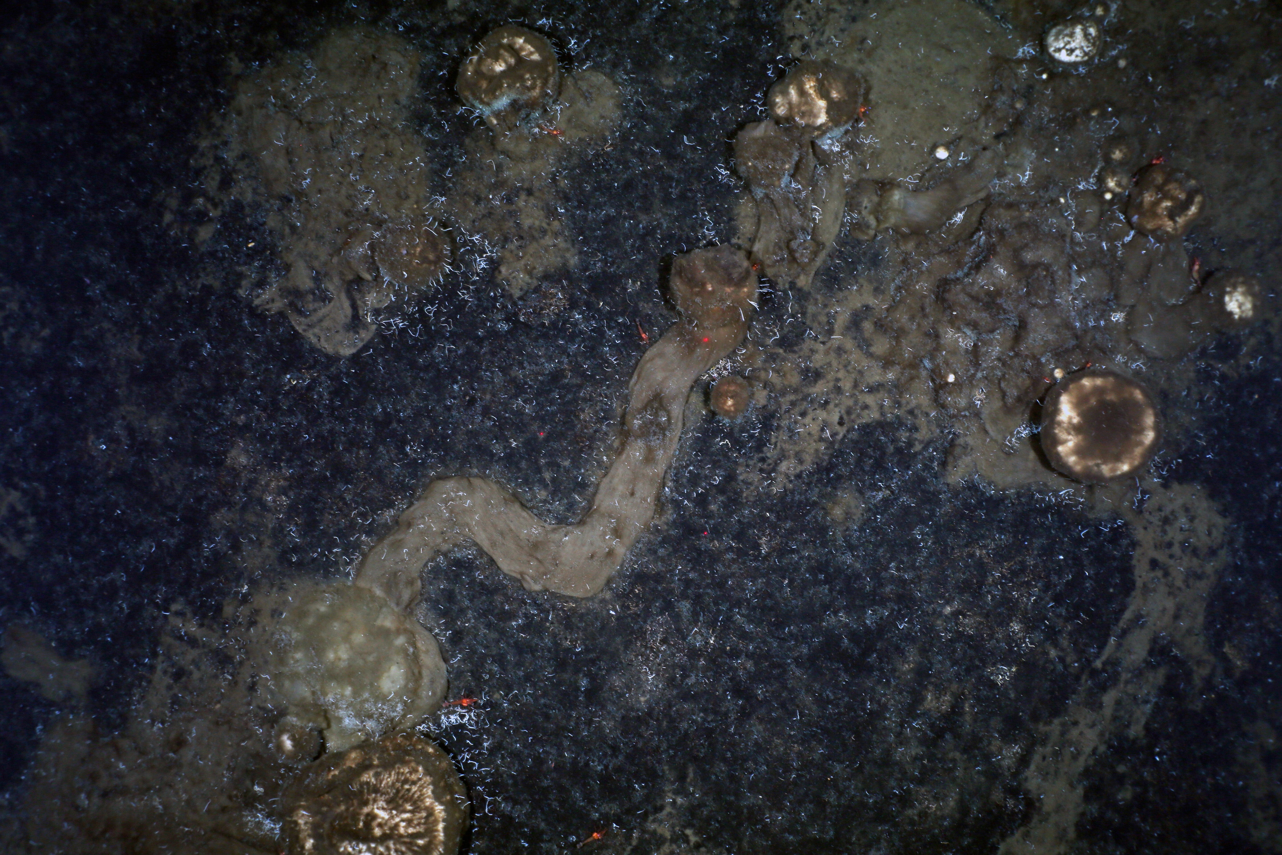 Sponge spicule trails on the Arctic sea floor, captured by the research icebreaker Polarstern