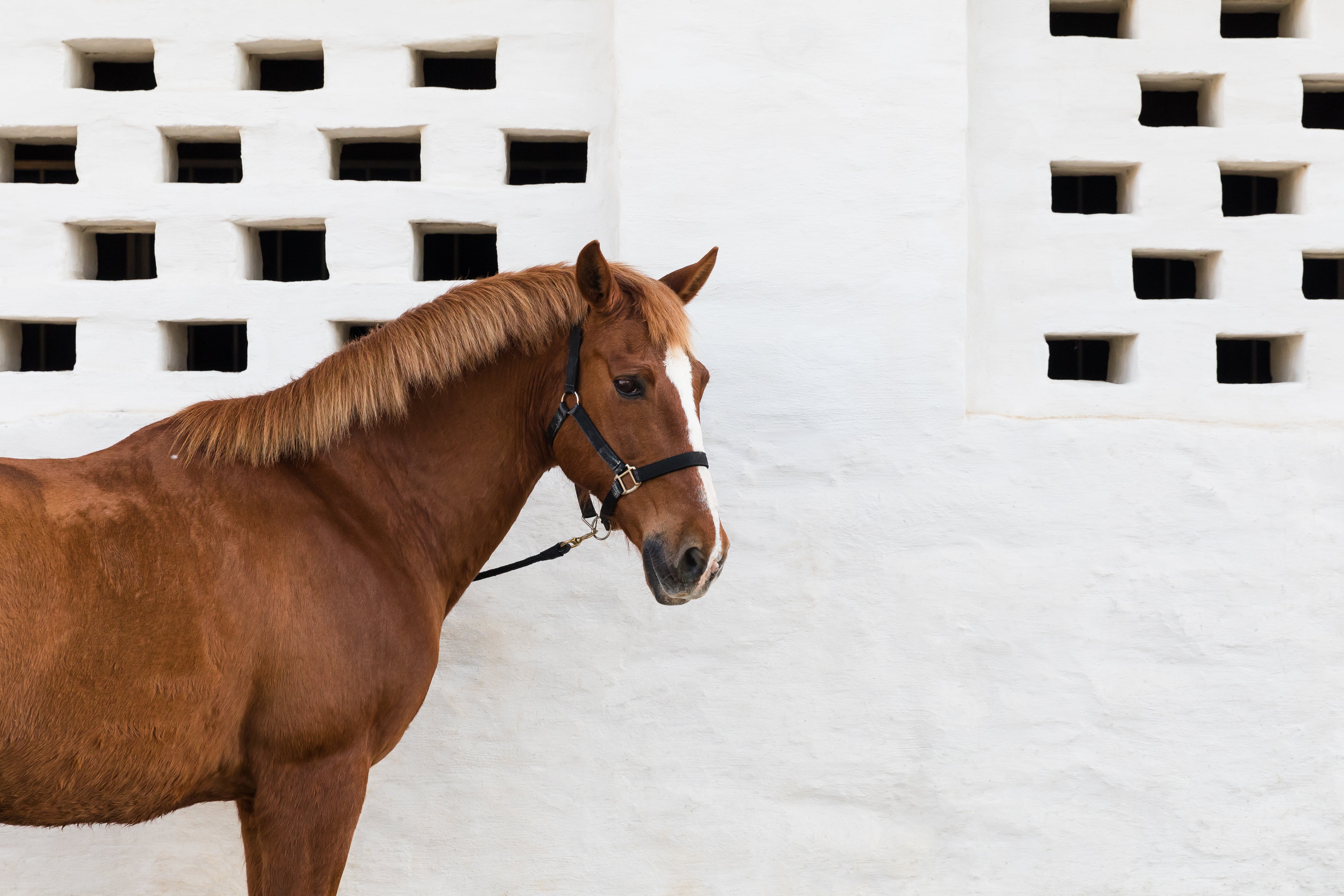 Beyond Evora is wine, cattle, olives and back-breaking country