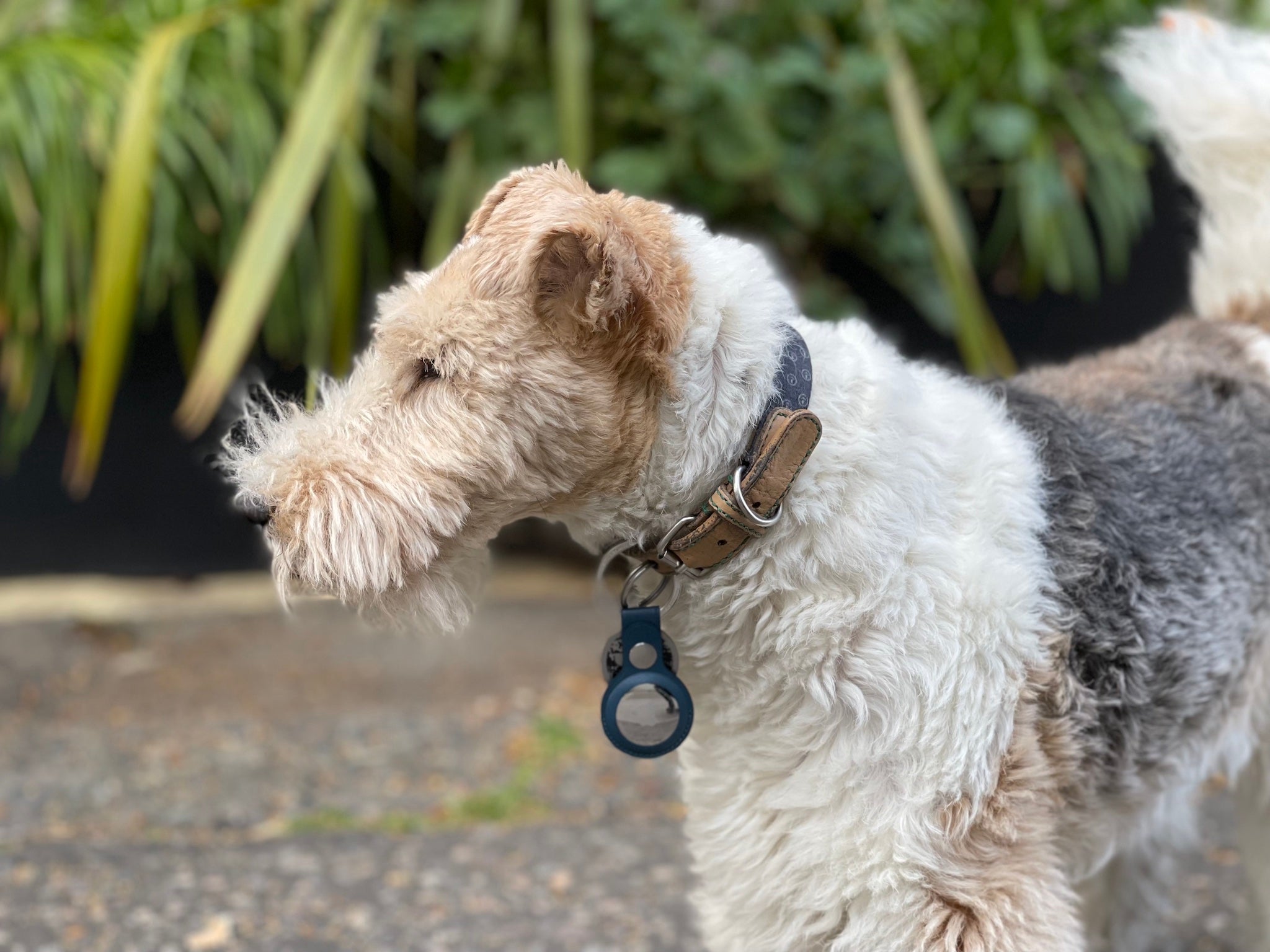 DogTag: One use of Apple’s natty new trackers that is not recommended