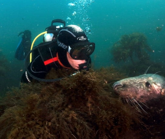 Spot seals off the coast of Devon
