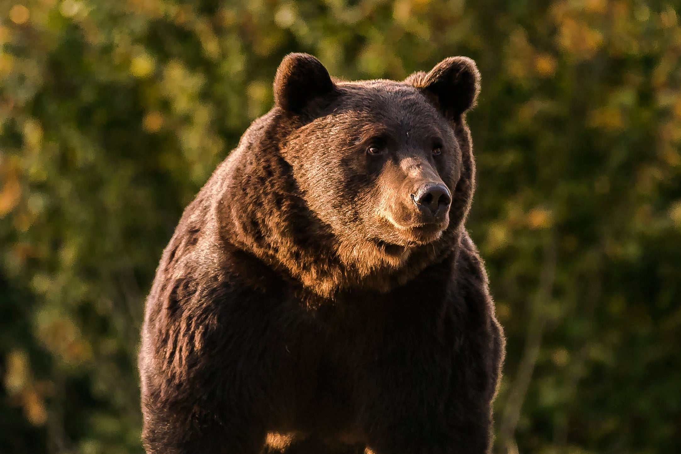 The bear dragged the hiker from the path and threw her 120 meters into the valley