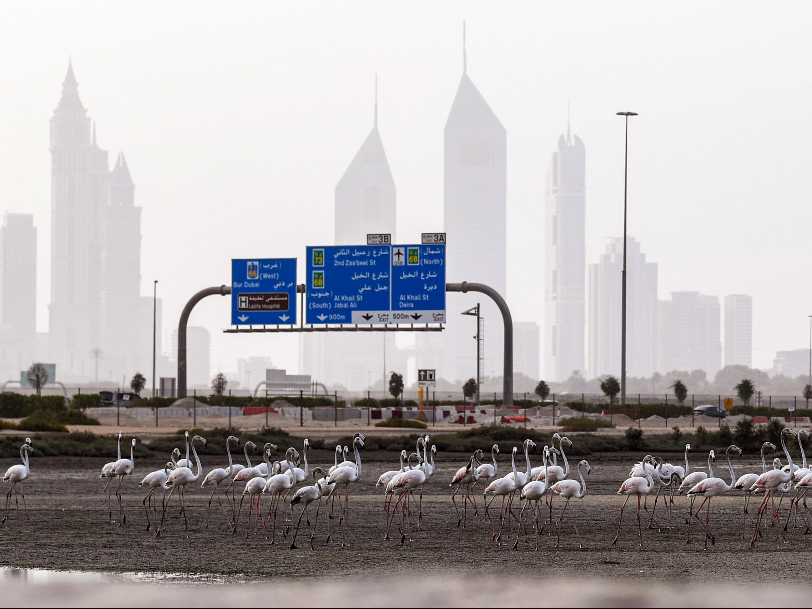 Pink flamingoes on the mud flats at the Ras al-Khor Wildlife Sanctuary in Dubai
