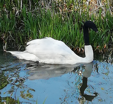 Swan found with sock pulled over head ‘could have died’, RSPCA says