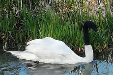 Swan found with sock pulled over head ‘could have died’, RSPCA says