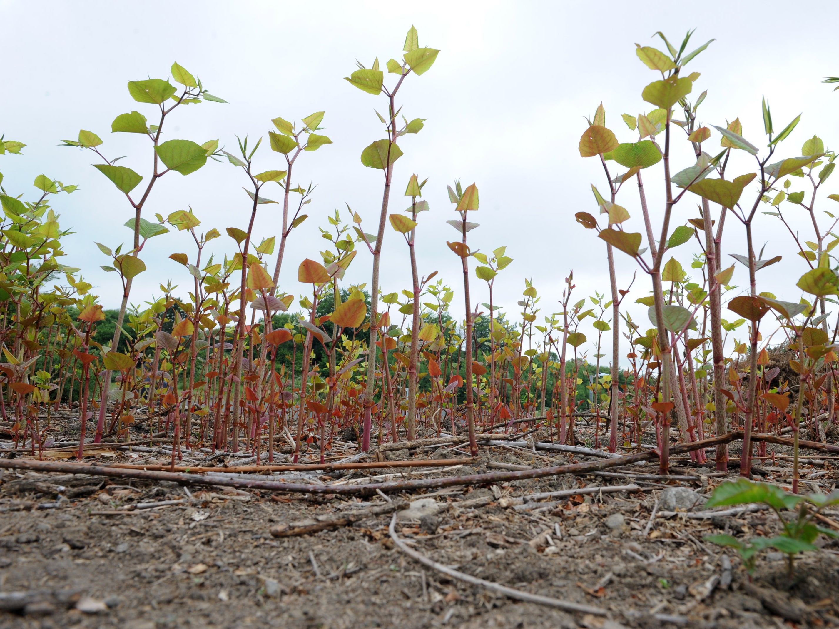 Gardeners can identify the weed by its purple or red asparagus-like shoots emerging from the ground,