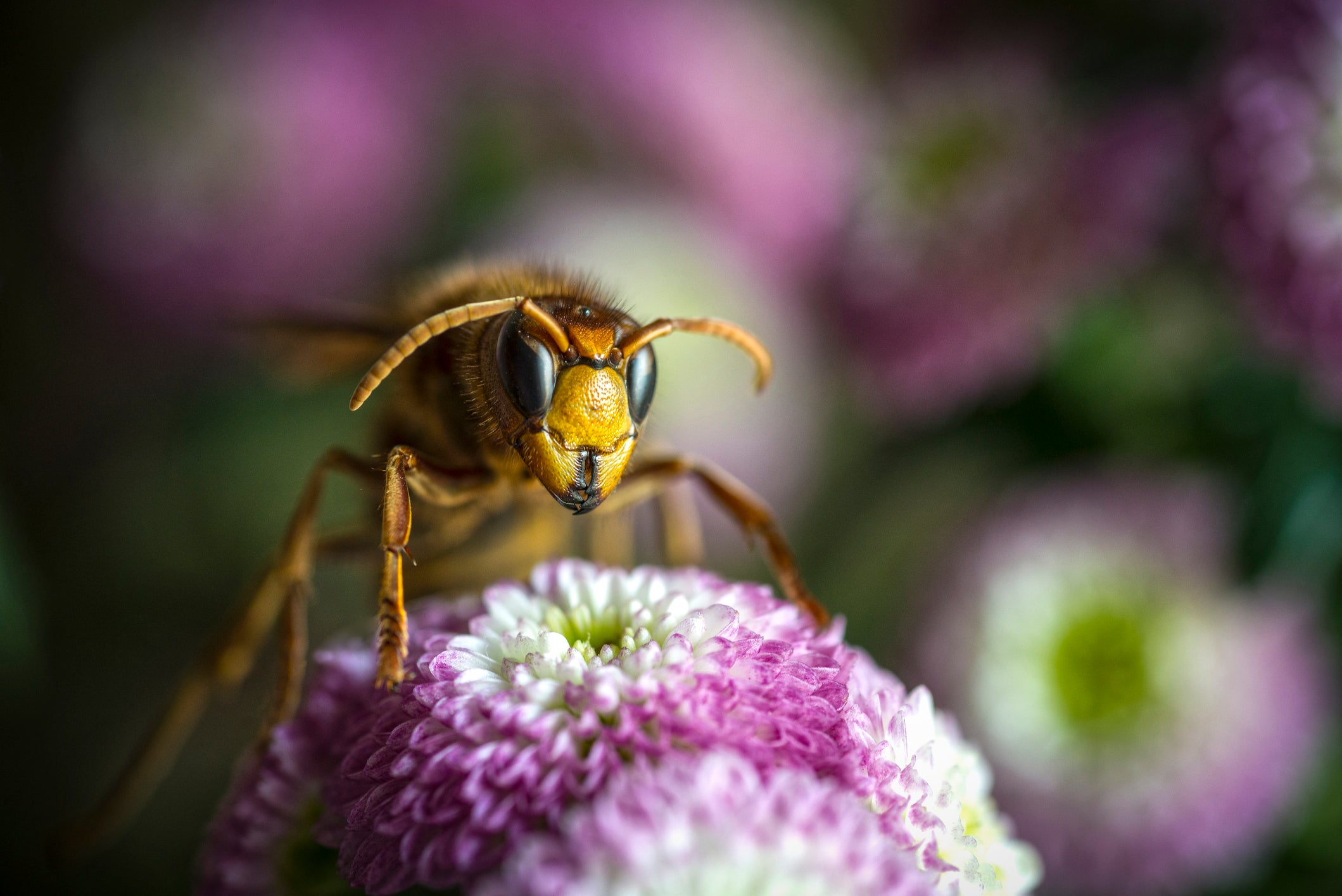 Humanity has always had a rocky relationship with wasps