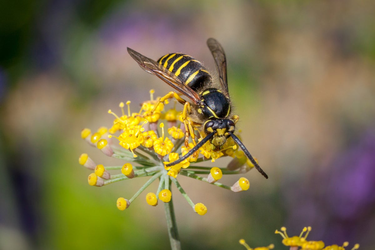 Some plants are completely reliant on wasps for pollination; we counted 164 plant species across six families