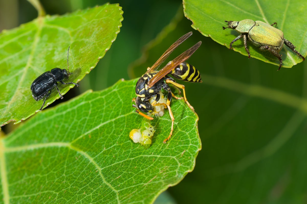 Few seem to know that wasps are important predators – a wasp eats a caterpillar