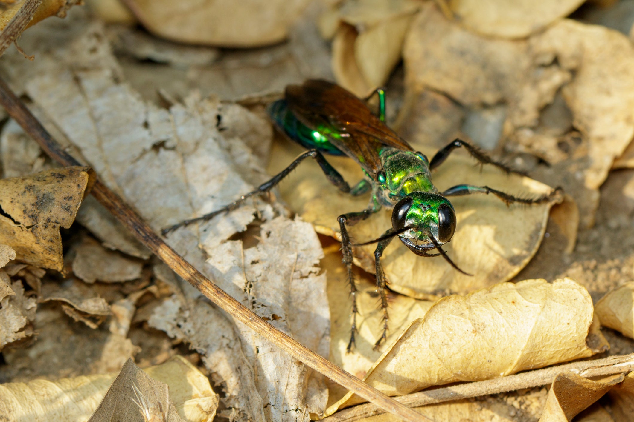 The Emerald jewel wasp, Ampulex compressa , is famous for zombiefying cockroaches