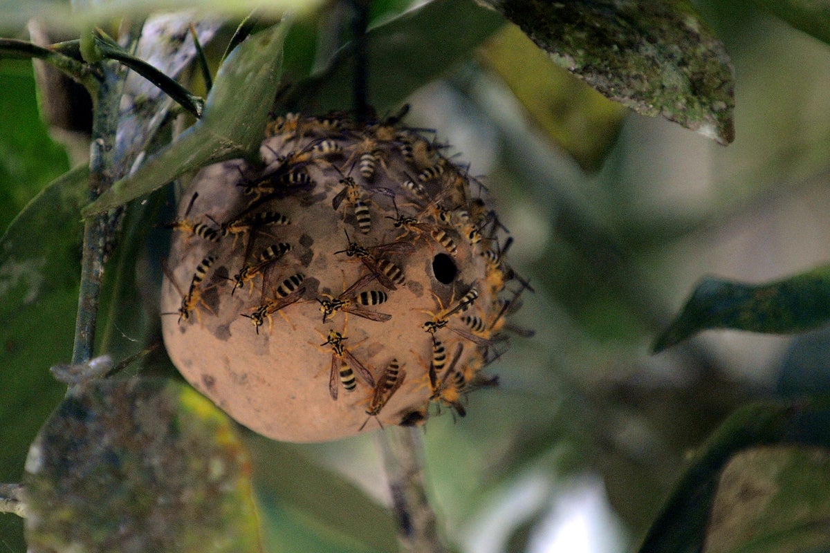 ‘My love affair with wasps arose out of their fascinating behaviour. The turbulent lives of such tiny beings drew me in and seduced me’