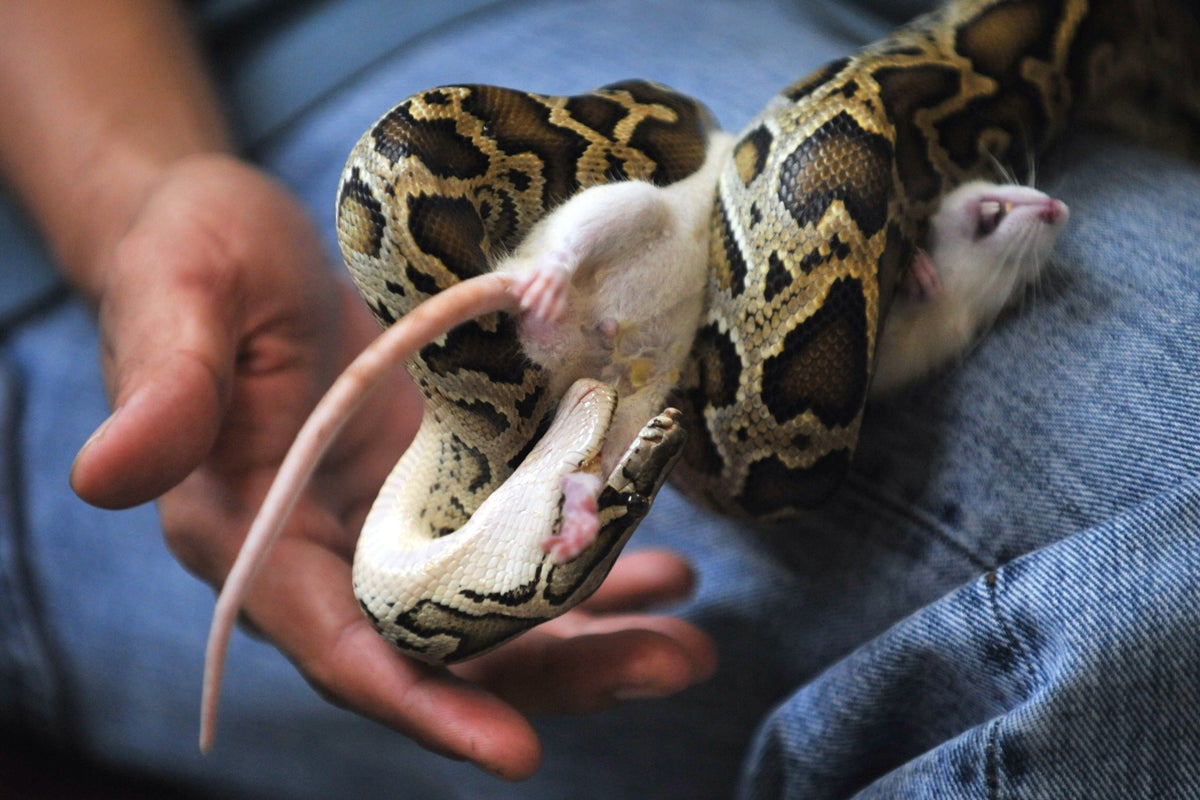 A snake owner feeds his python a white mouse