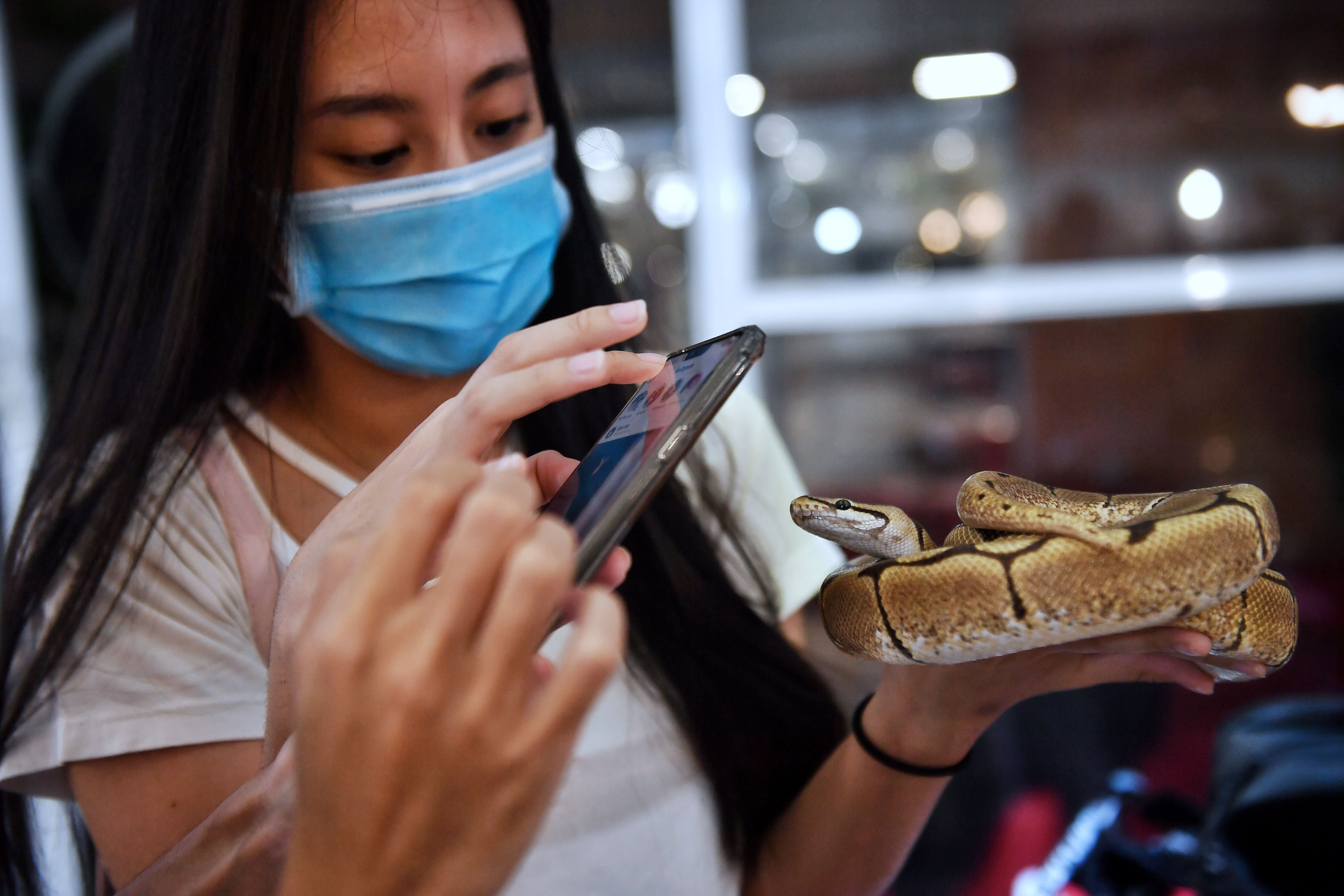 Pet snakes for sale in Bangkok