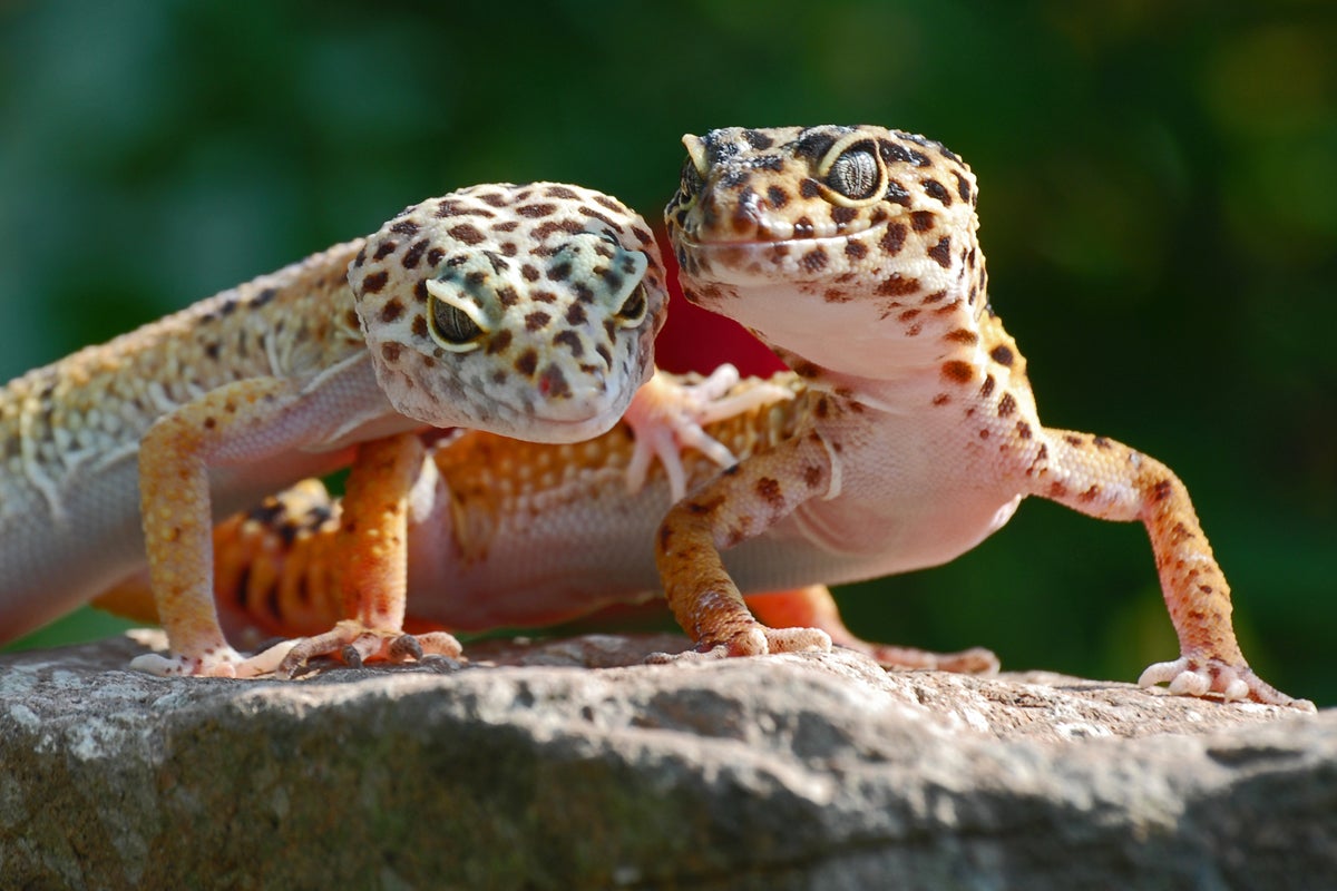 A pair of Leopard geckoes from Afganistan