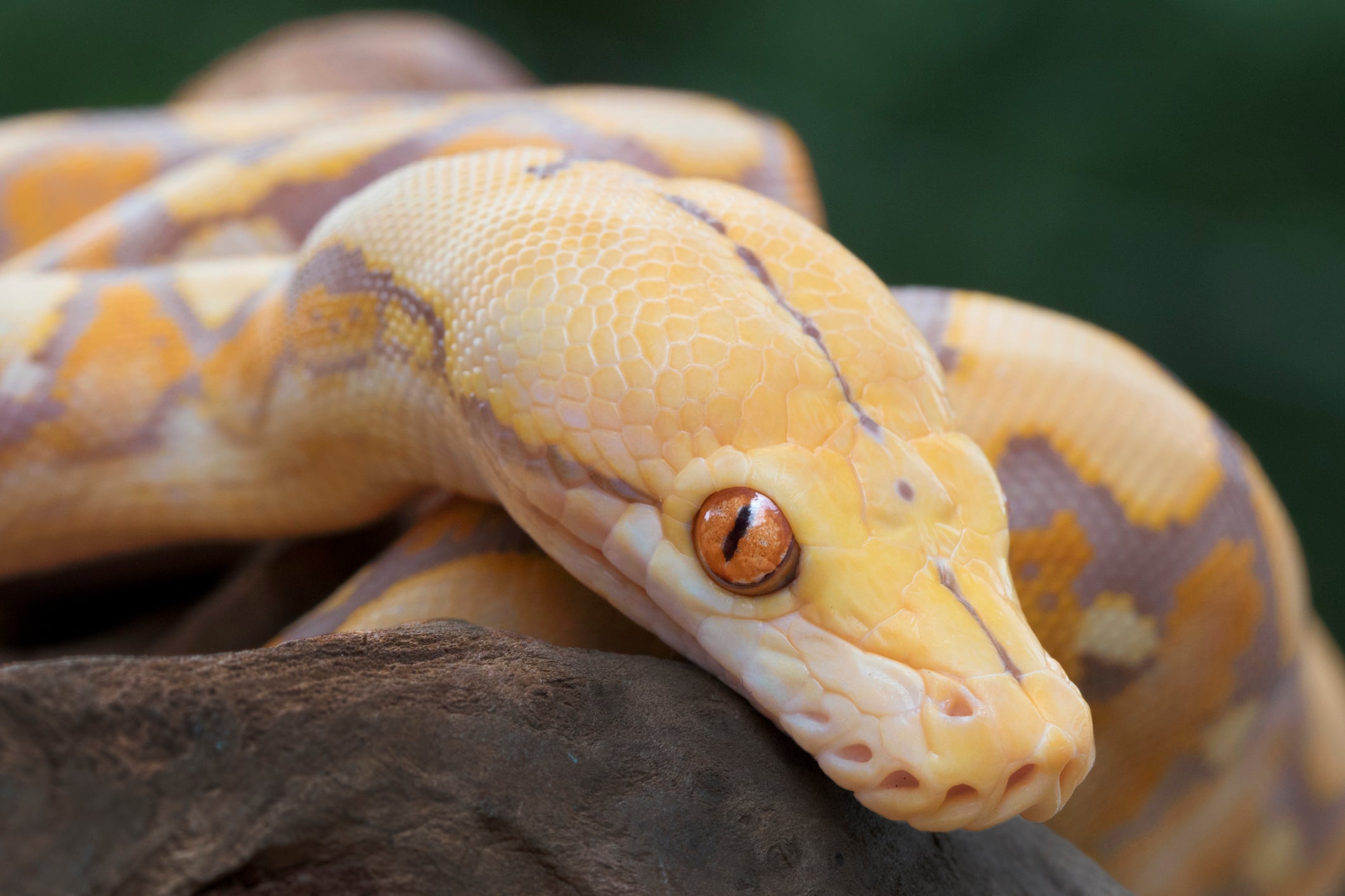 Reticulated pythons are one of the world’s biggest snakes that have become popular pets