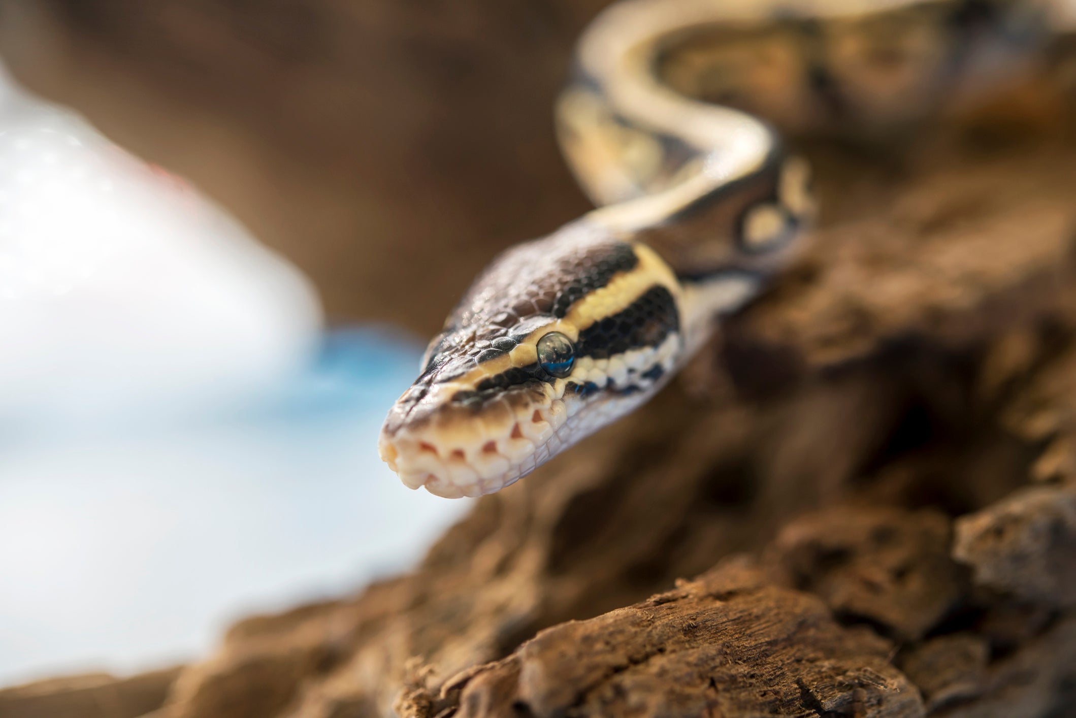 Spider ball pythons have been banned in the UK since 2019