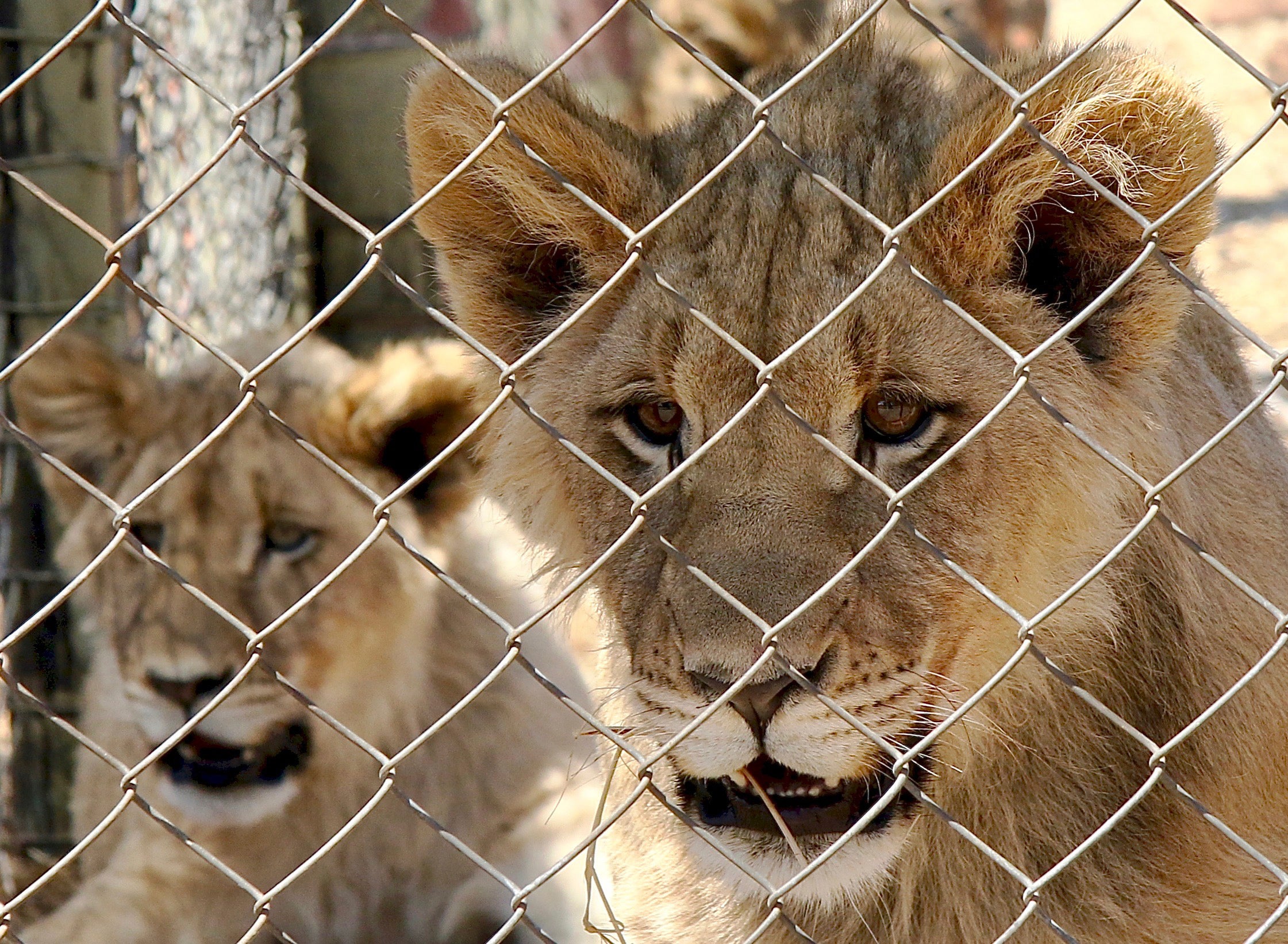 South Africa Caprive Lions