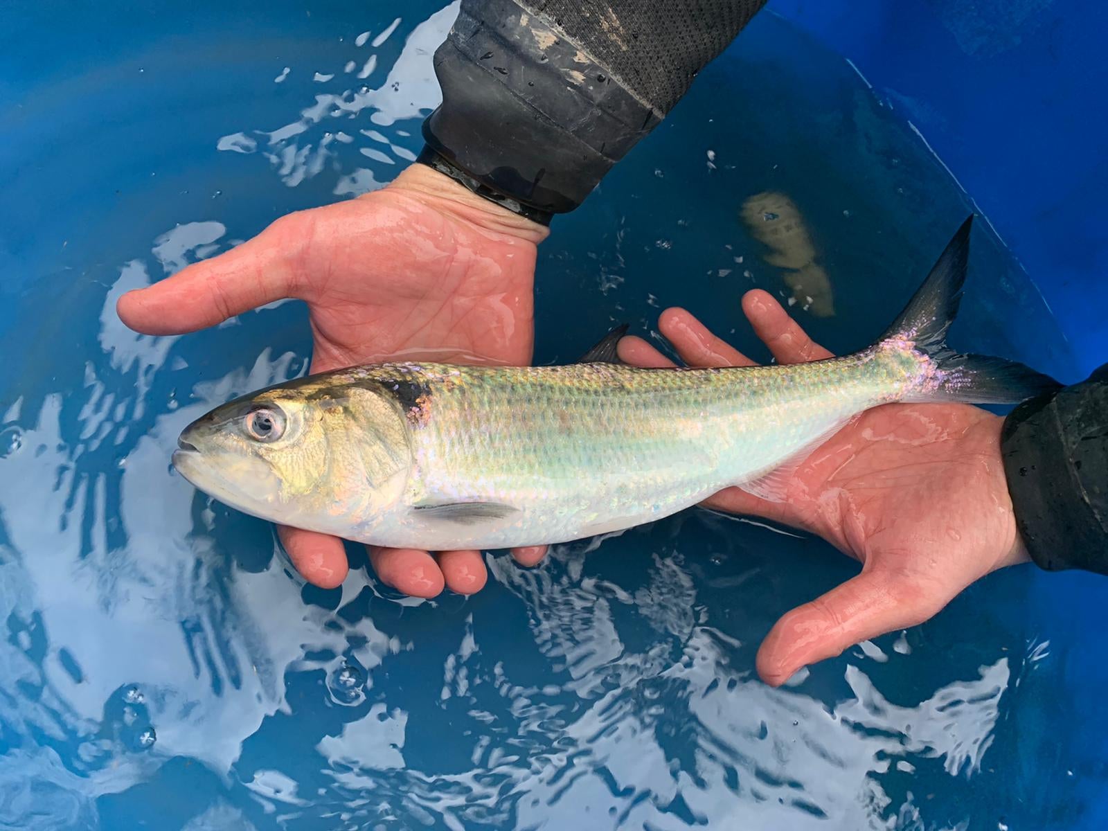 The twaite shad migration was once a famous feature of the River Severn