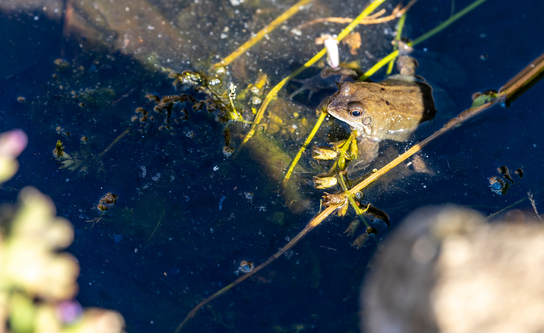 Jumping for joy: looking after wildlife is good for the soul