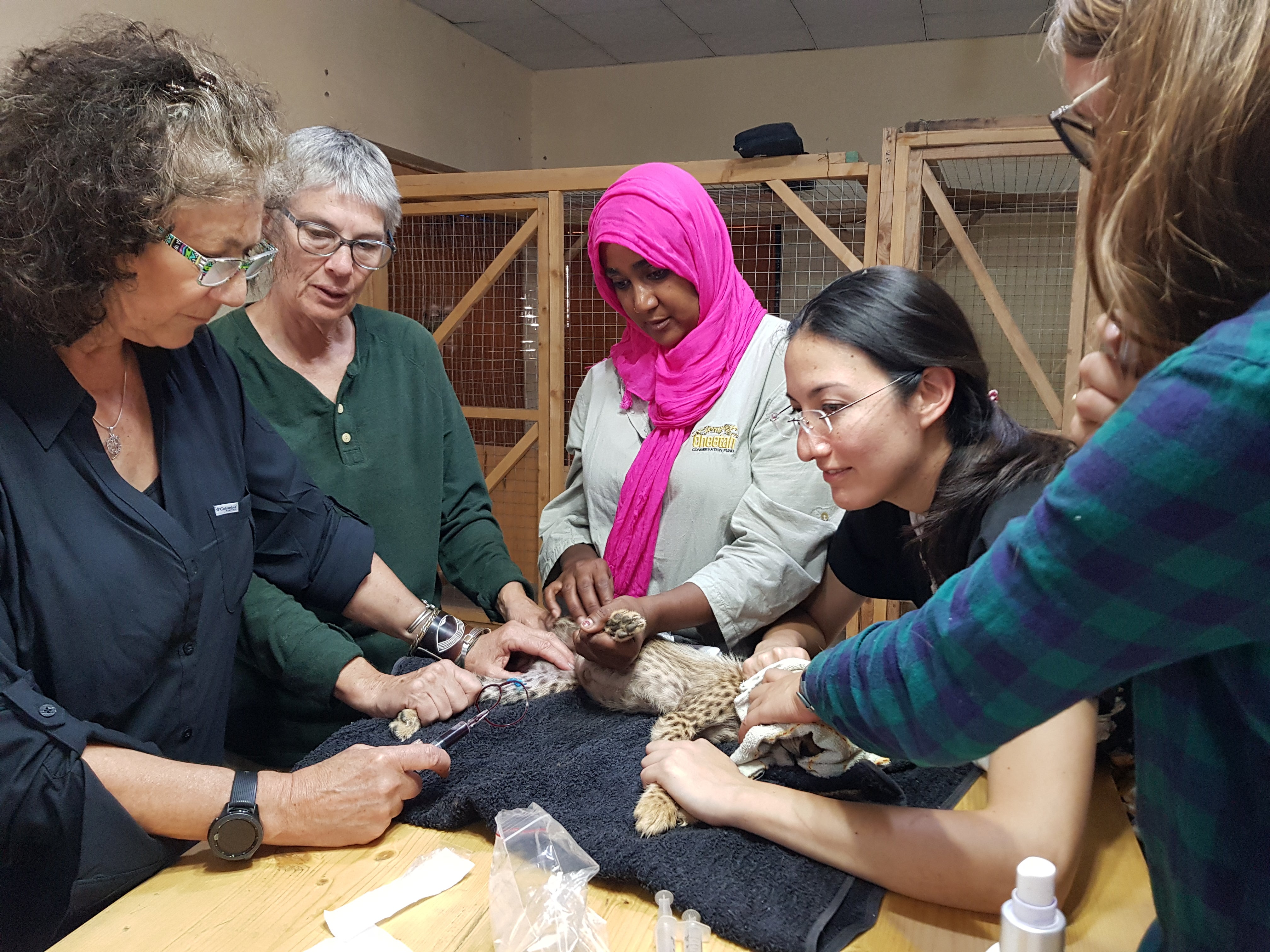 Laurie Marker and vets examine a cheetah cub that was smuggled from Africa