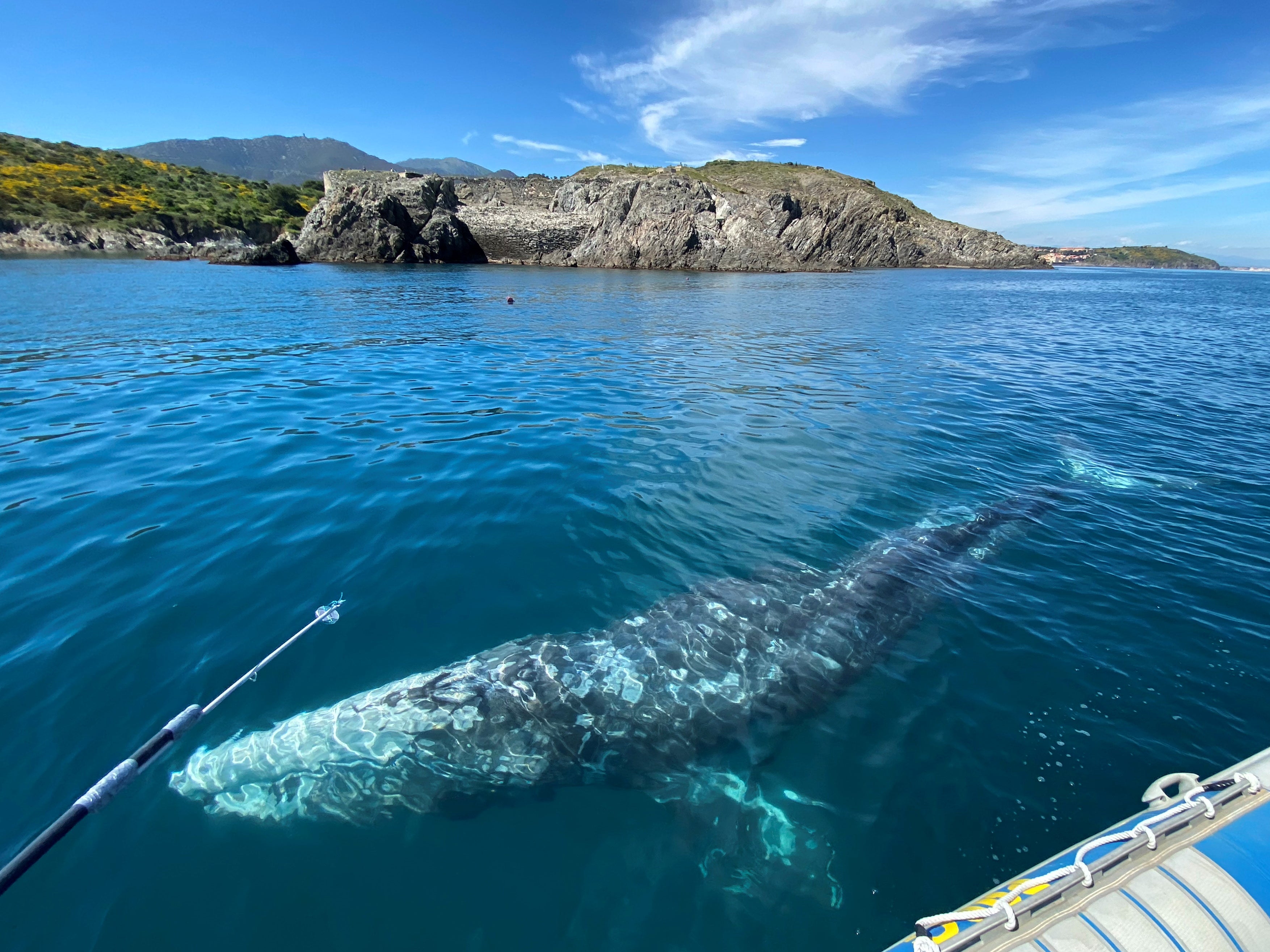 A scientist takes a skin sample of Wally, swimming in the Mediterranean Sea past the coast of Argeles-Sur-Mer in France