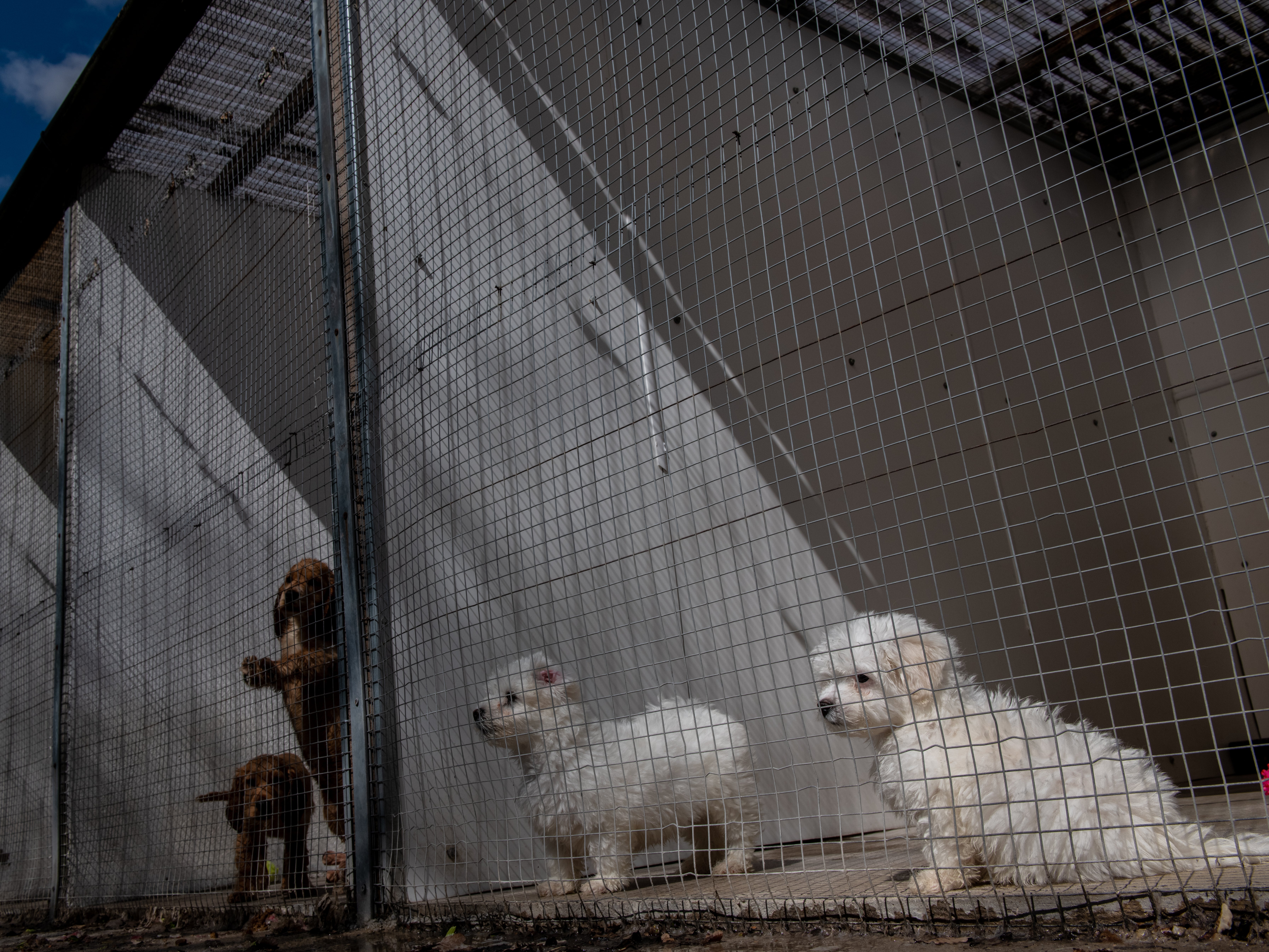 Cocker spaniels (left) sold for as much as £3,500 last summer