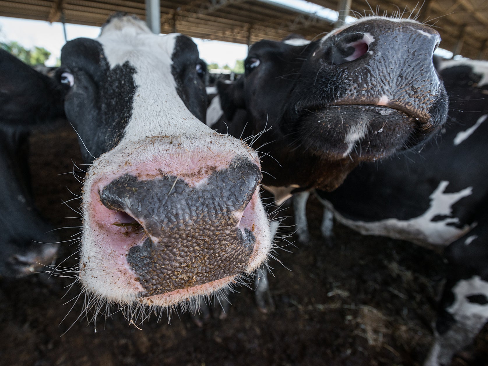 Cattle in Australia are fed growth-promoting hormones that are banned in Britain