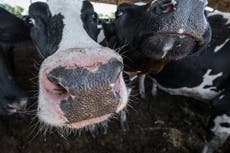 A UK-Australia trade deal would be catastrophic for the environment and animal welfare