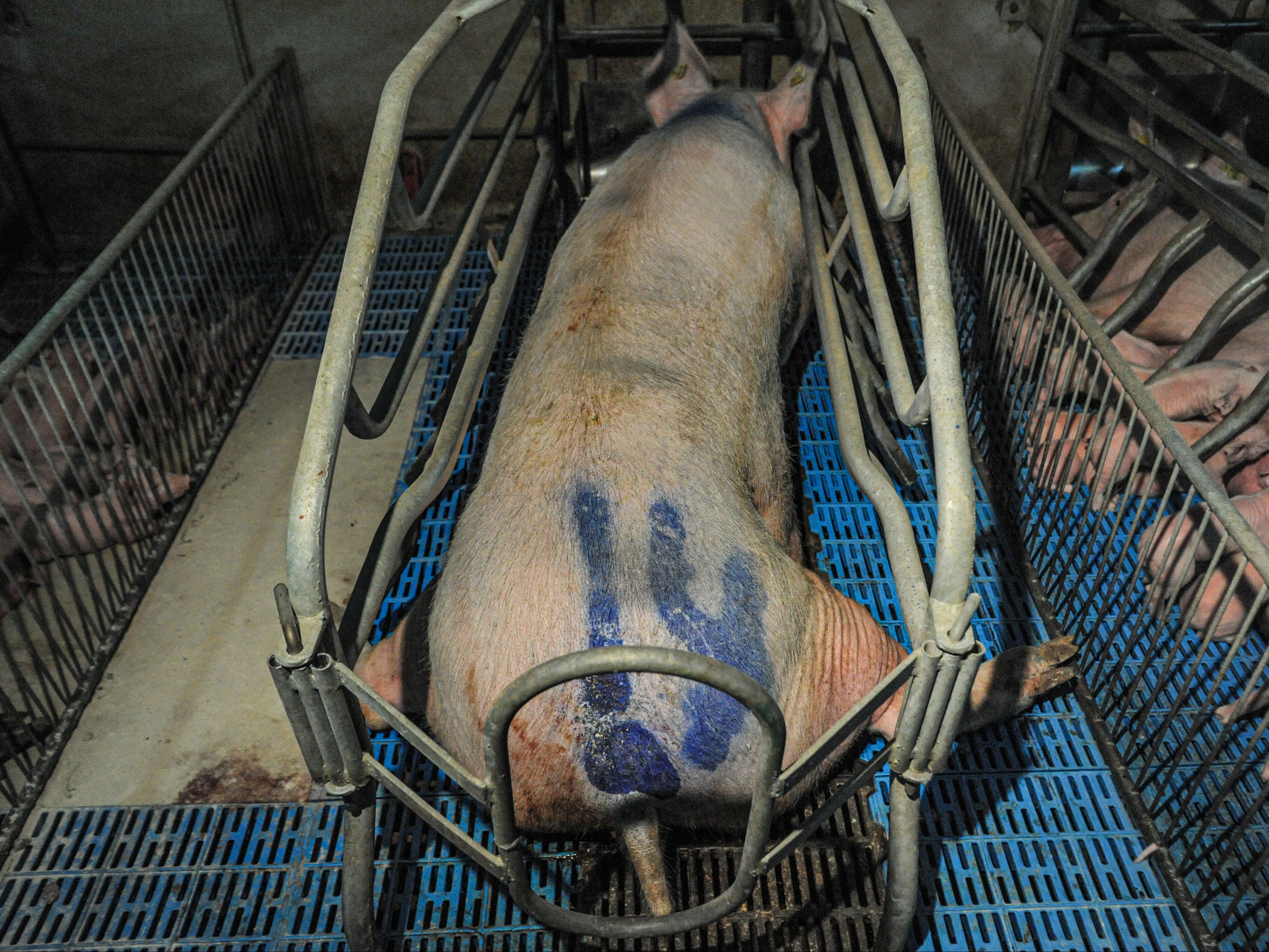 Australia uses sow stalls, in which pigs cannot turn round