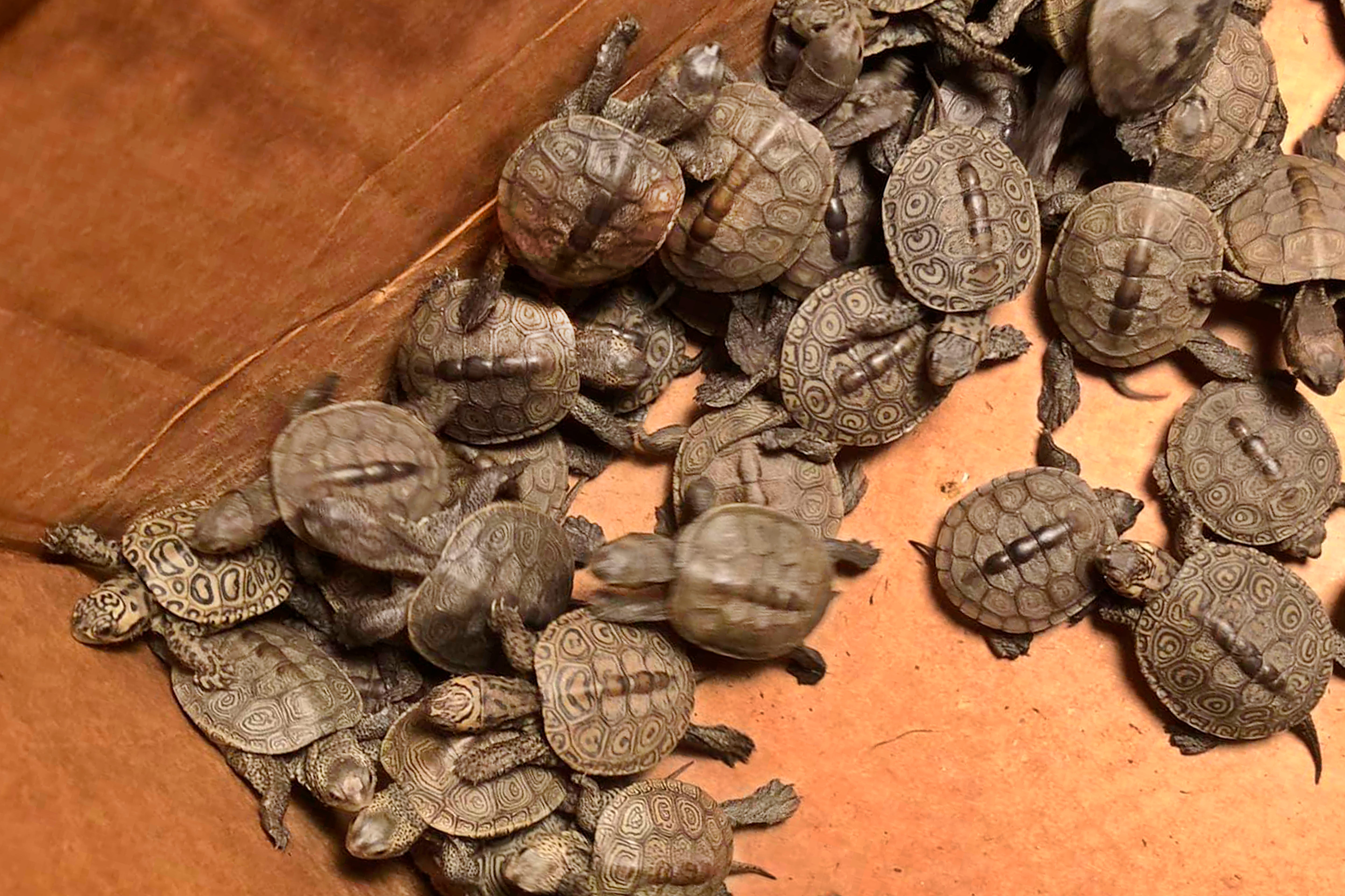 Turtle Hatchlings Rescued