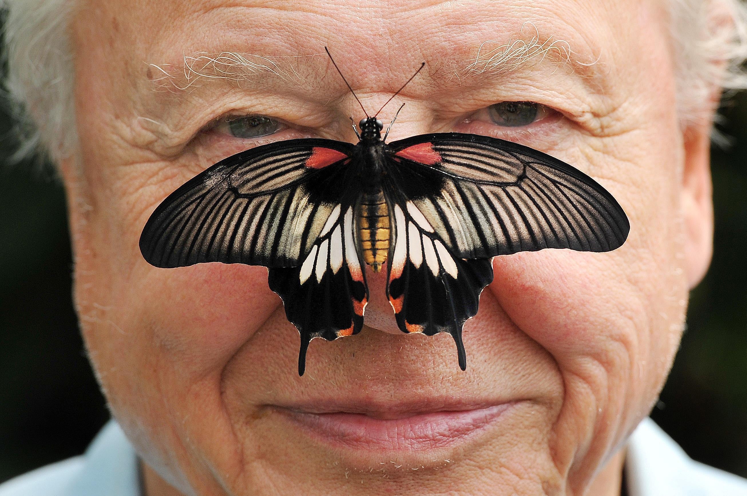 Sir David Attenborough with a south east Asian Great Mormon Butterfly